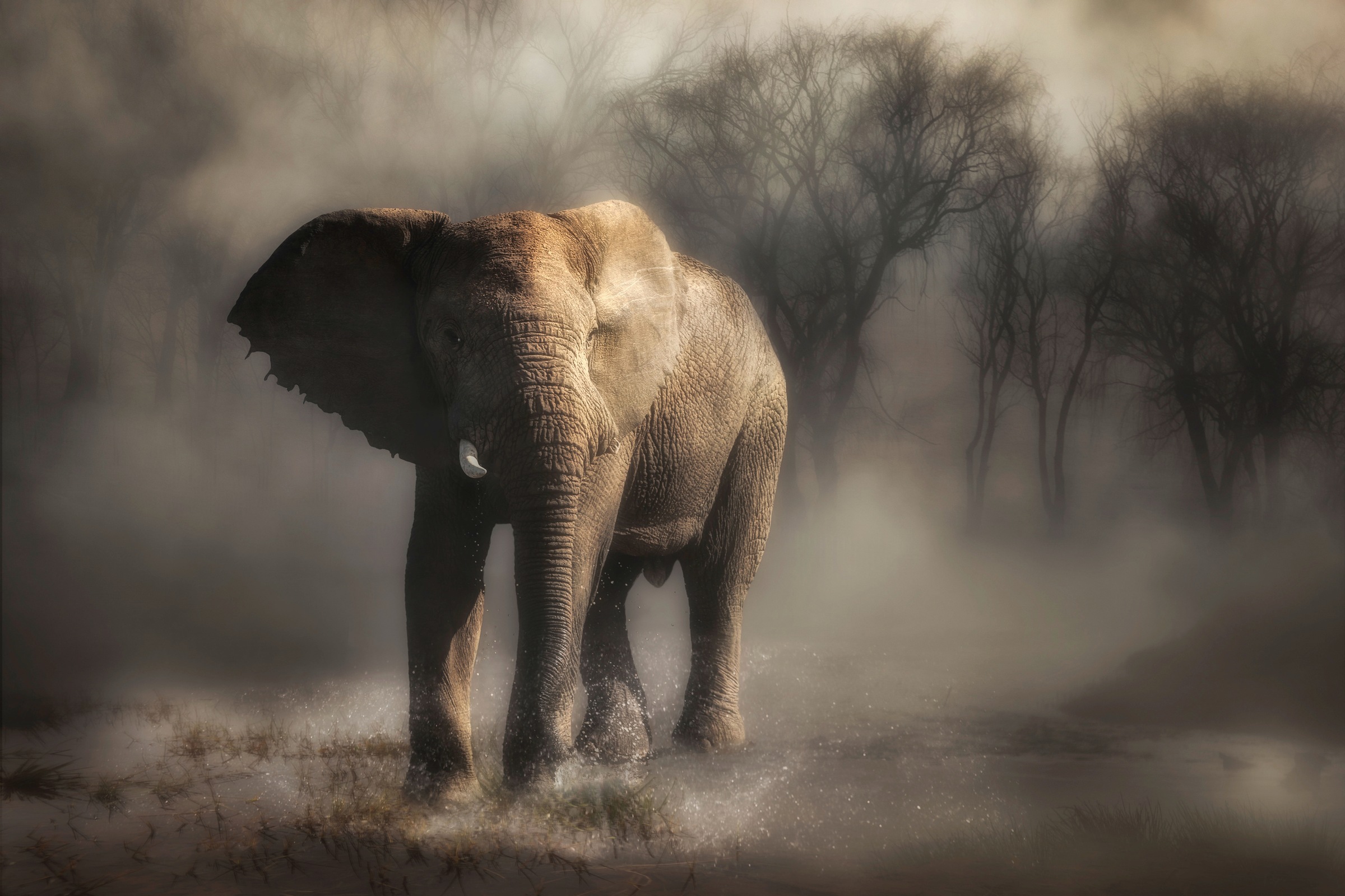 Fototapete »Photo-Art CHARLAINE GERBER, ELEFANT TRINKWASSER â„¢«