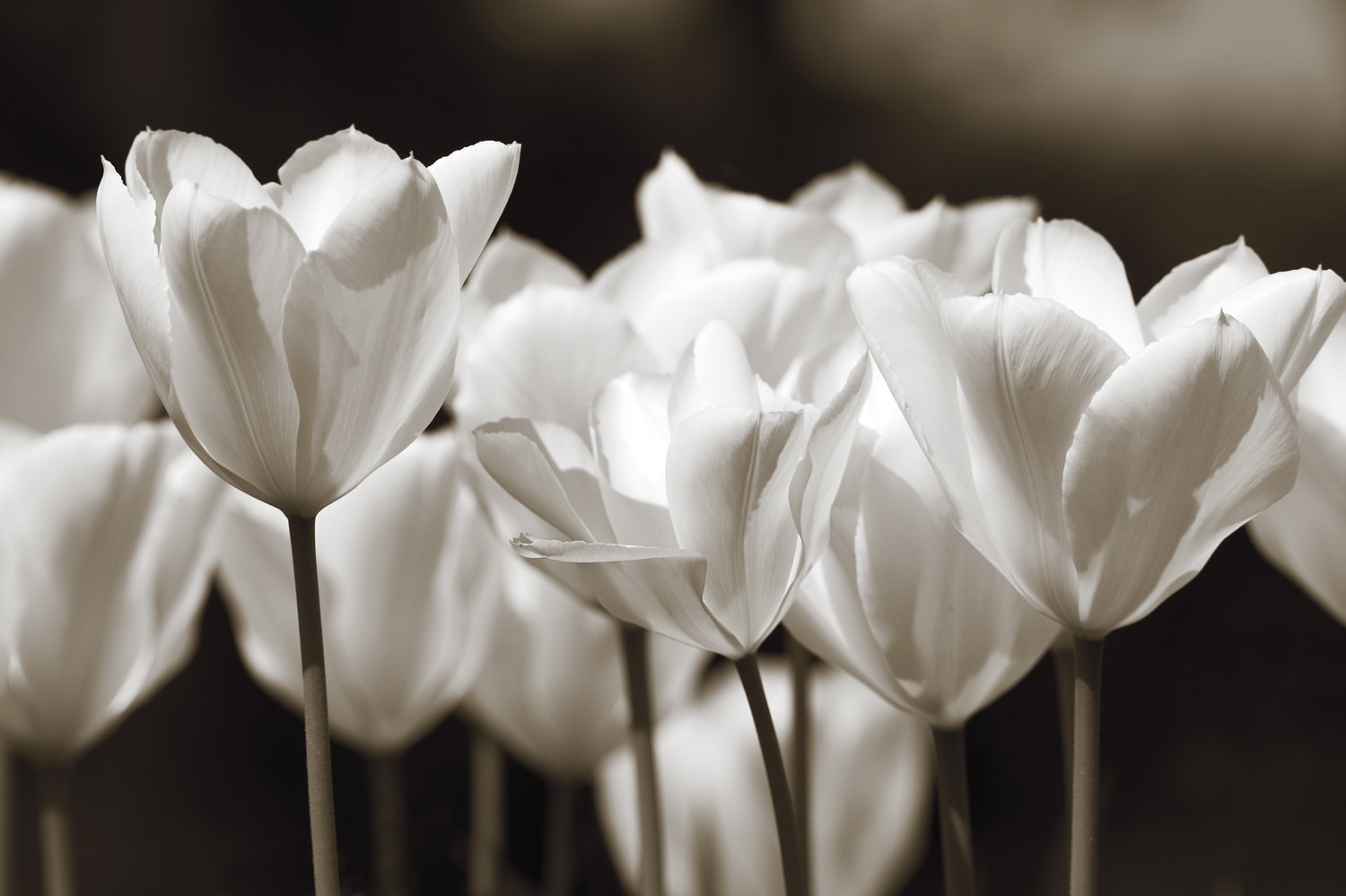 queence Wandsticker »Black & White«, (1 St.), Selbstklebend, kinderleichte Anbringung; Blumen, Blüten