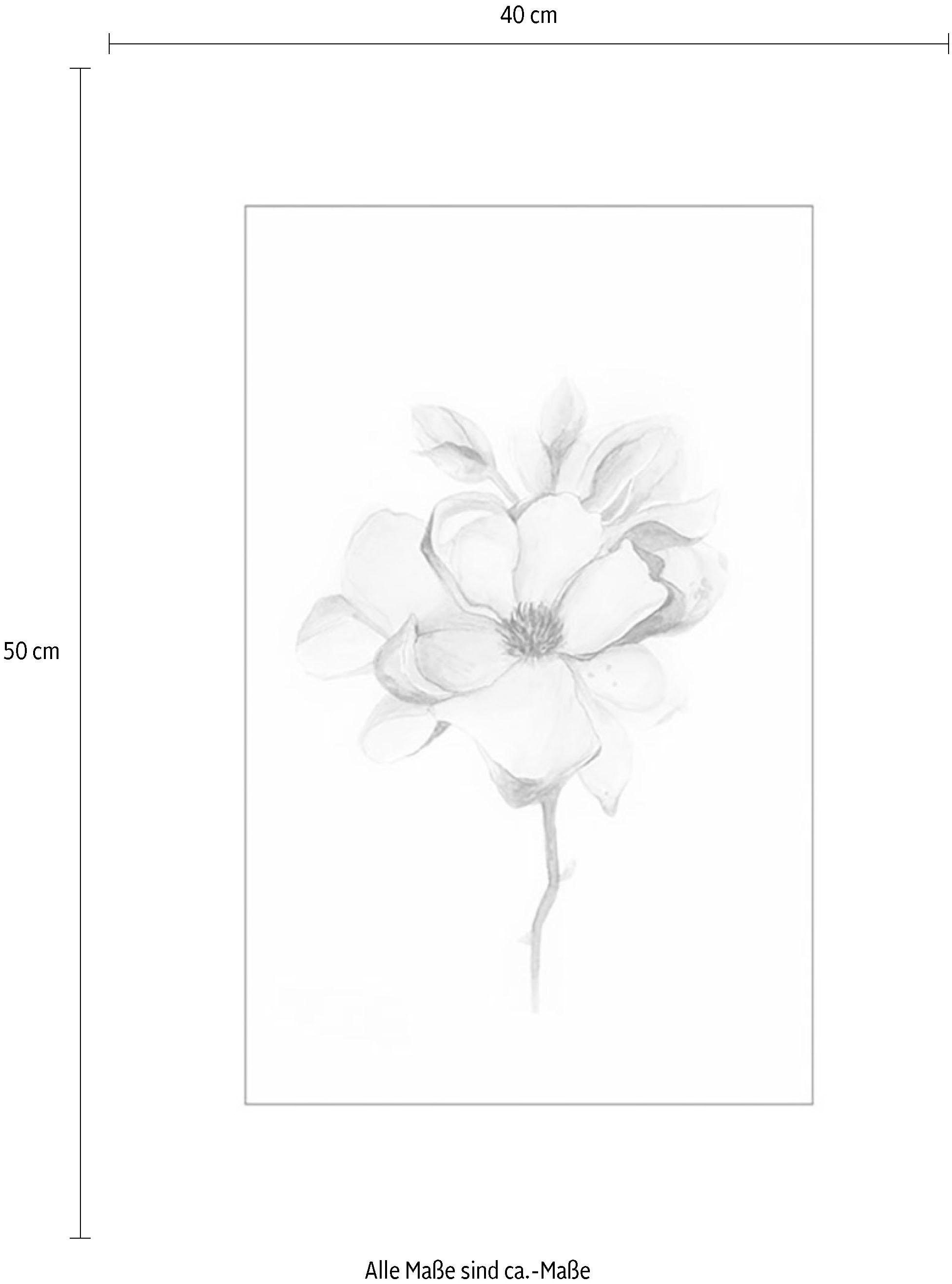Komar Bild »Magnolia Blossom« Blumen 1 Stk. tlg. Wandbild zur Dekoration - ohne Rahmen