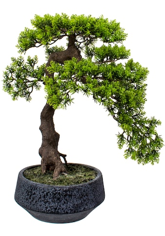 Kunstbonsai »Louvenne«