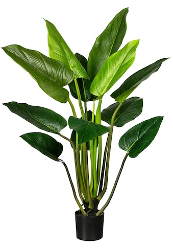 Creativ green Künstliche Zimmerpflanze »Philodendron«, (1 St.), im Hängetopf kaufen