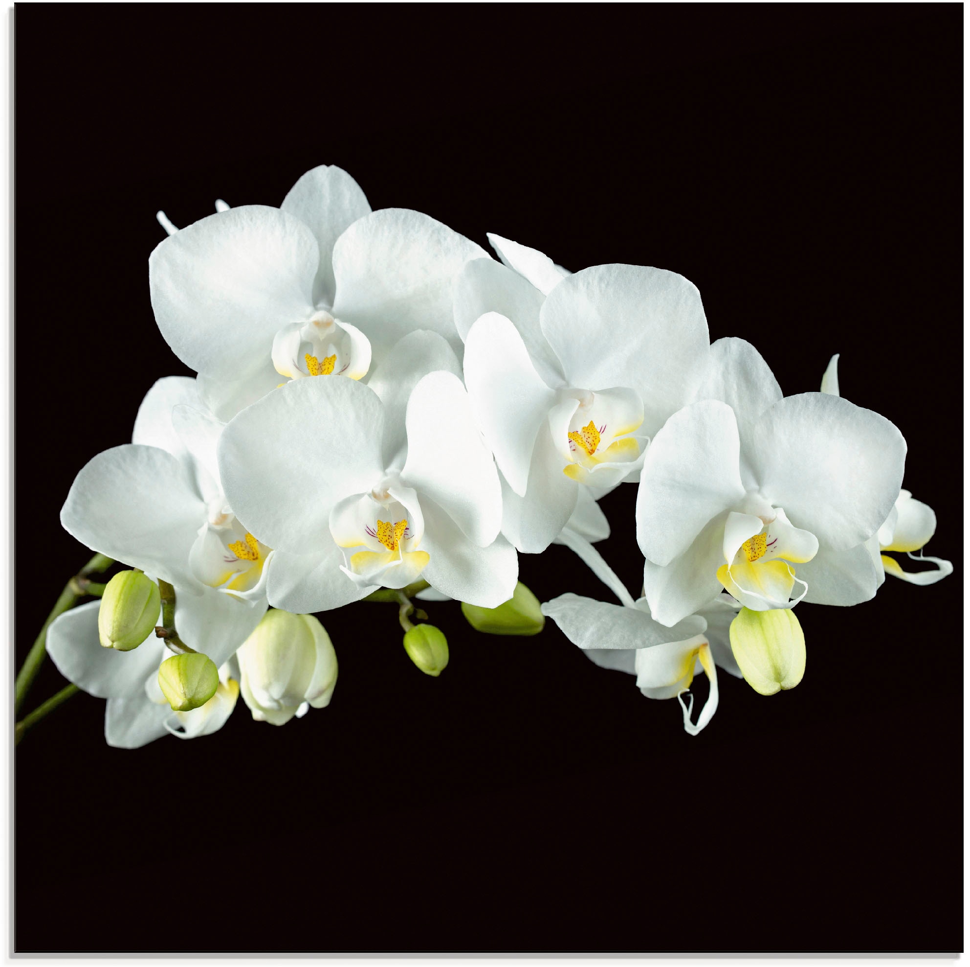 Glasbild »Weiße Orchidee auf schwarzem Hintergrund«, Blumen, (1 St.), in verschiedenen...