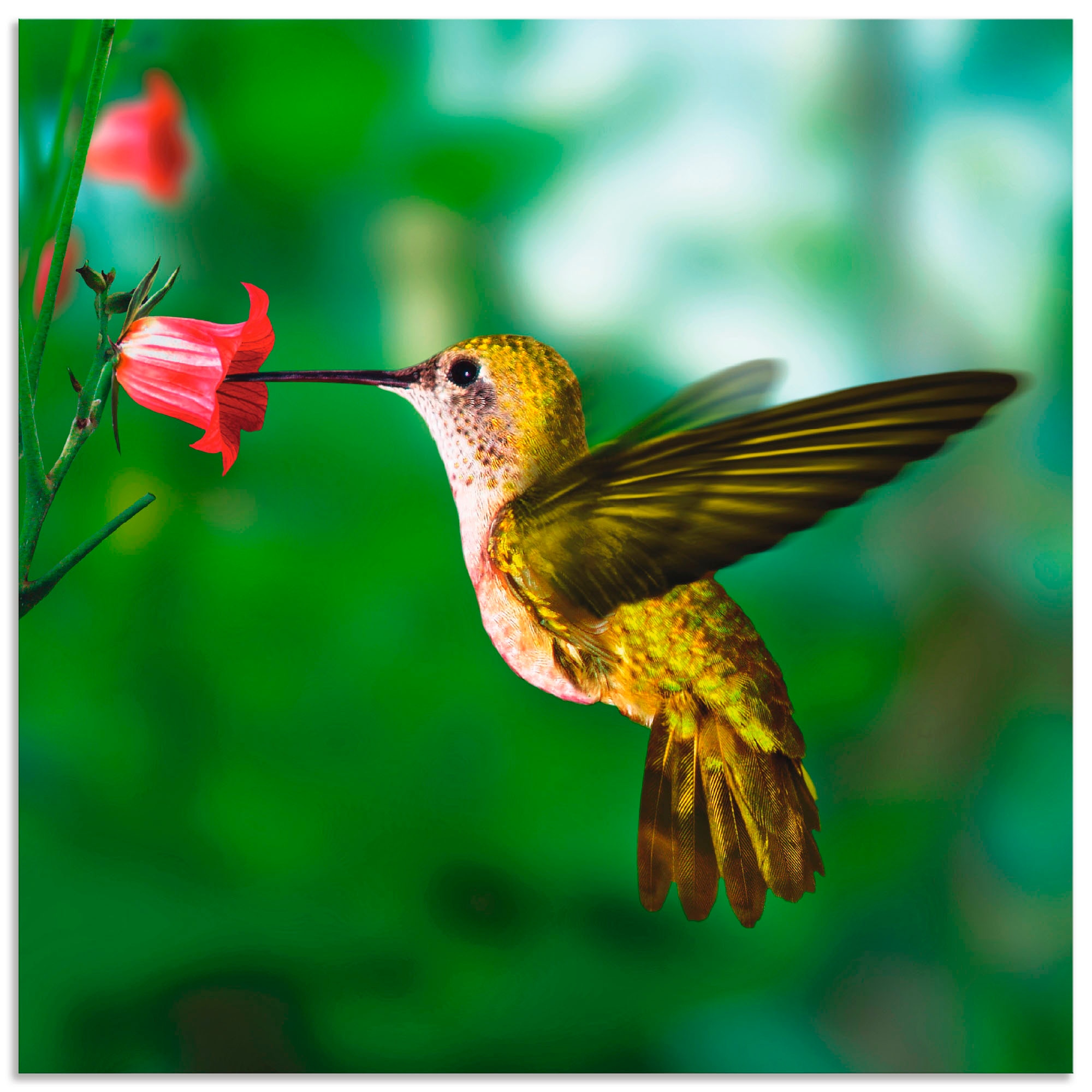 Alubild, Größen Poster St.), »Kolibri«, Vögel, bequem versch. als Artland oder kaufen (1 Wandaufkleber Leinwandbild, Wandbild in