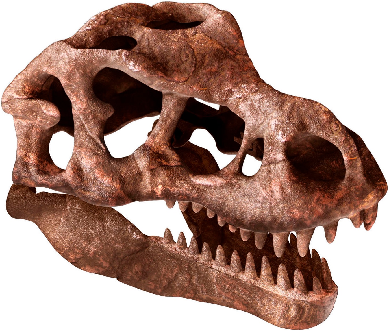 Clementoni® Experimentierkasten »Galileo Discovery, Ausgrabungs-Set Riesenschädel des T-Rex«, Made in Europe