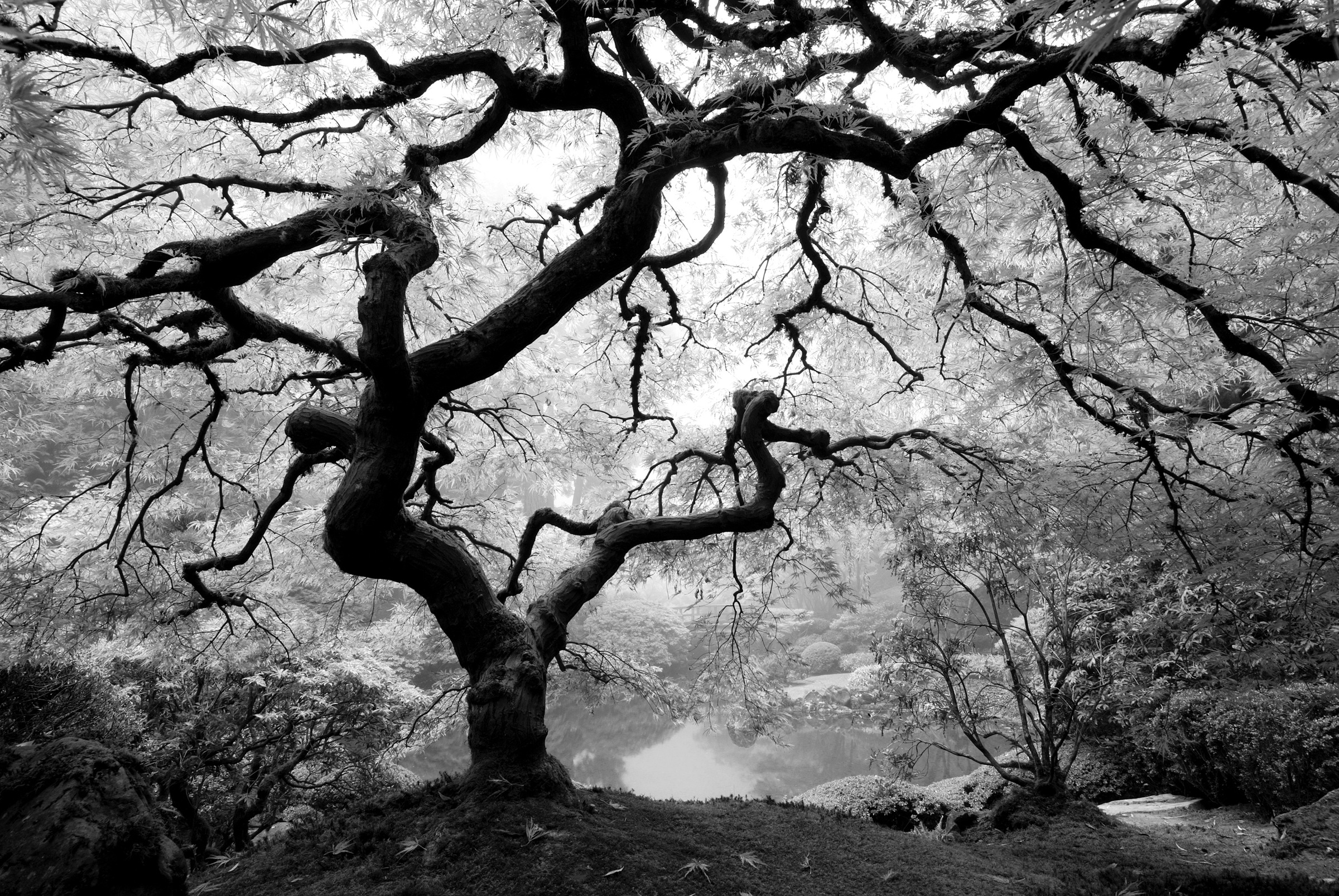 Papermoon Fototapete »Waldbaum schwarz & weiß«
