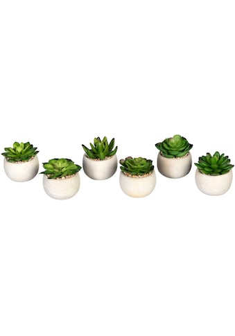 Creativ green Künstliche Zimmerpflanze »Echeverien«, (6 St.), im Zementtopf, 6er Set kaufen