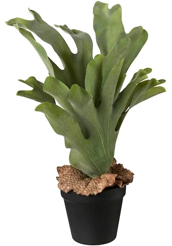 Creativ green Künstliche Zimmerpflanze, (1 St.) kaufen