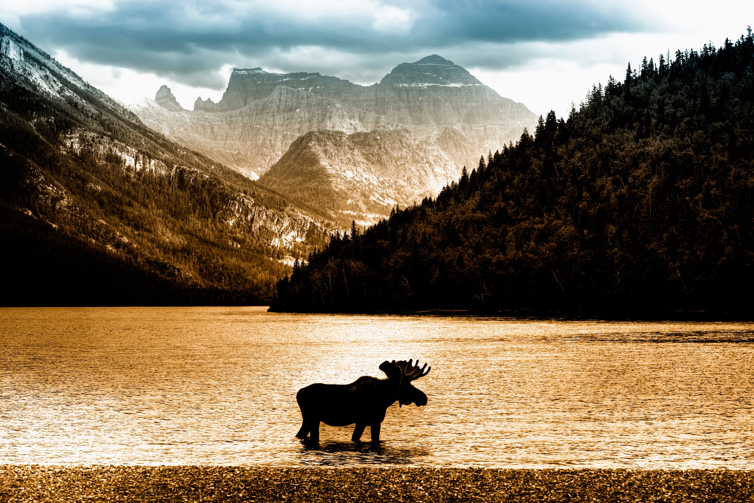 Fototapete »Moose in Waterton Lake«