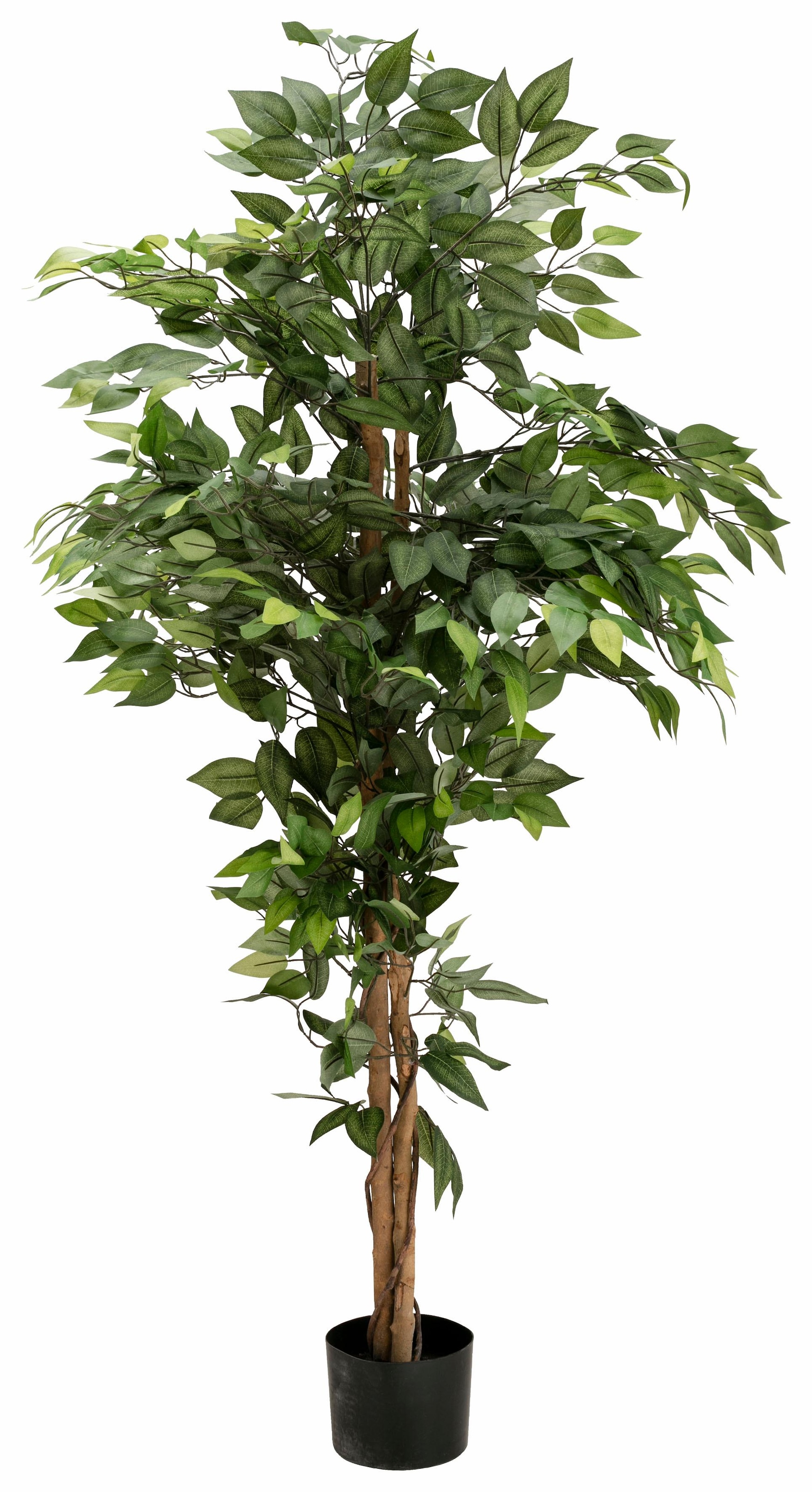 Creativ green Kunstpflanze »Ficus Benjamini«