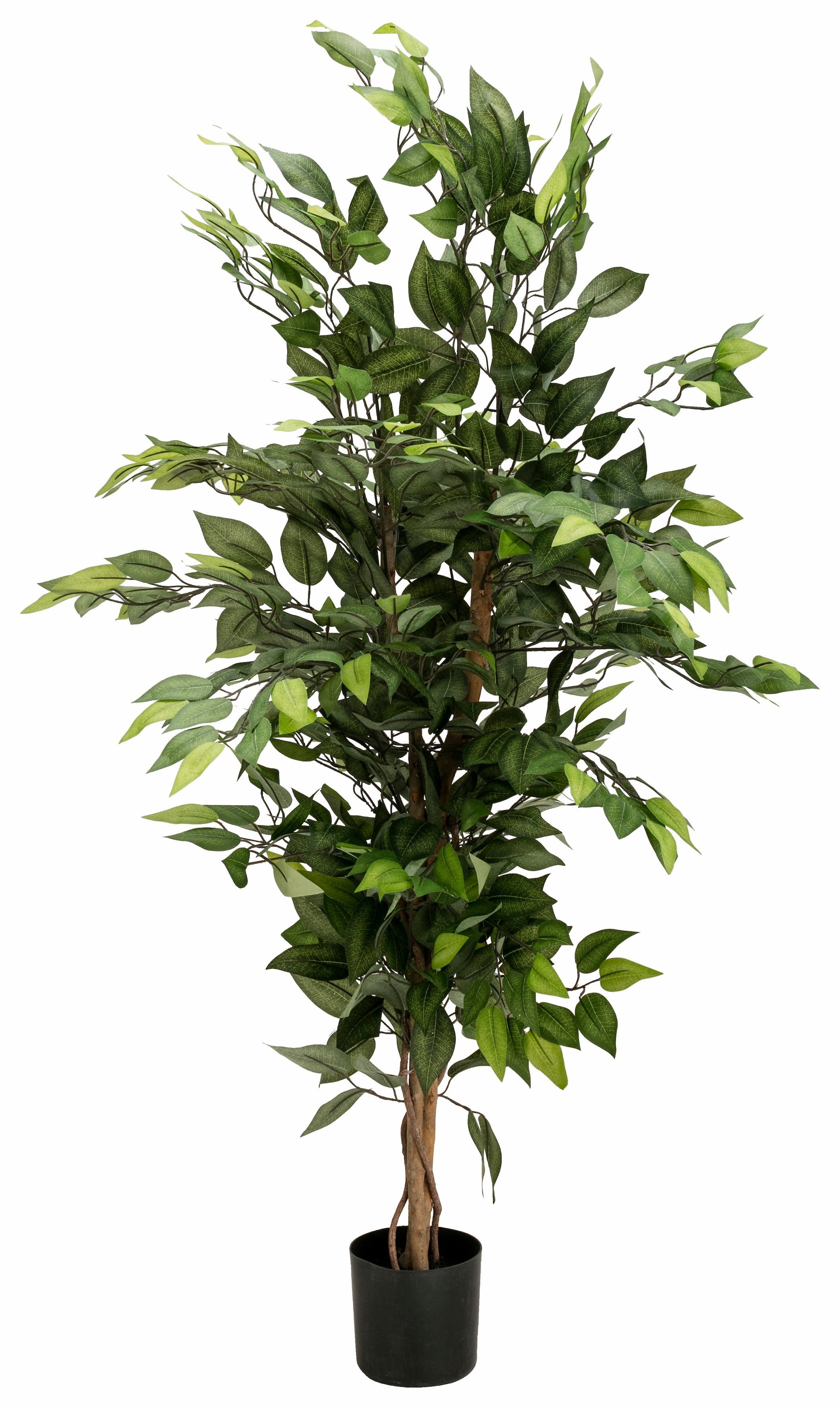 Creativ green XXL Kunstpflanze 3 mit | Garantie online kaufen »Ficus Jahren Benjamini«