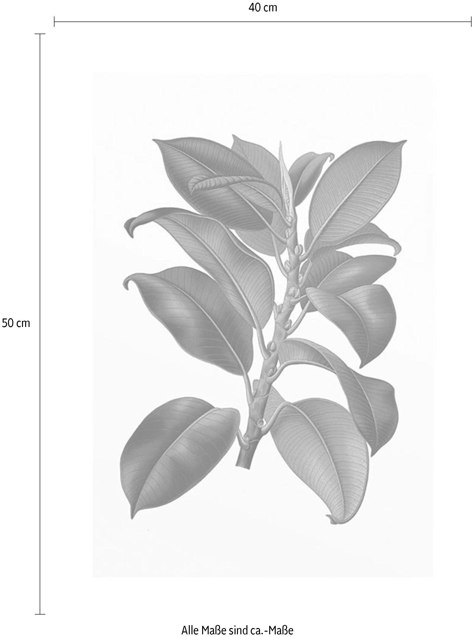 Komar Poster »Elastica Tree«, Pflanzen-Blätter, | online Kinderzimmer, (1 3 XXL kaufen St.), mit Jahren Garantie Wohnzimmer Schlafzimmer