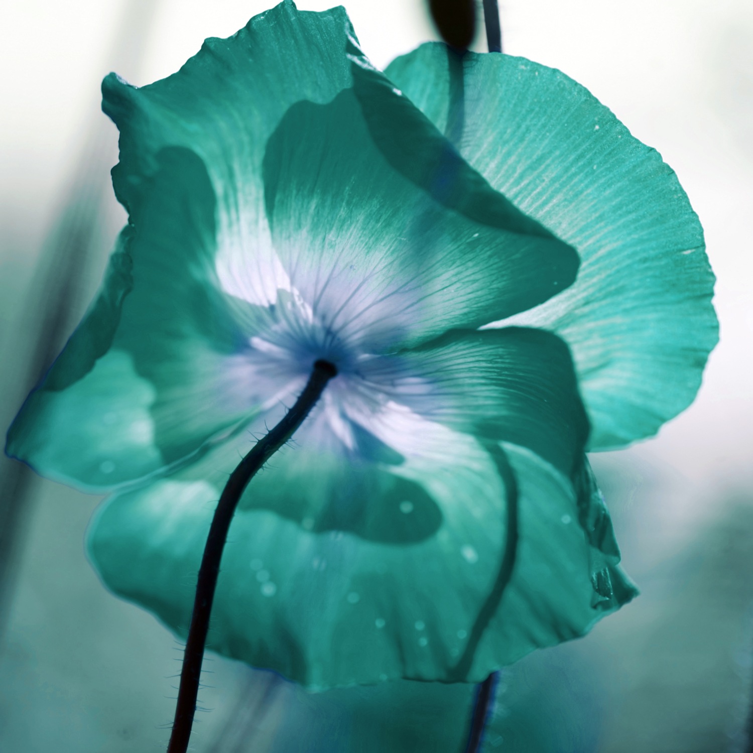 queence XXL-Wandbild »Akustikbild Blüte in Türkis« Blumenbilder | Natur 1 Stk. tlg. Einfache Akustiklösung ohne Baumaßnahme, Schalldämmung, Paneele