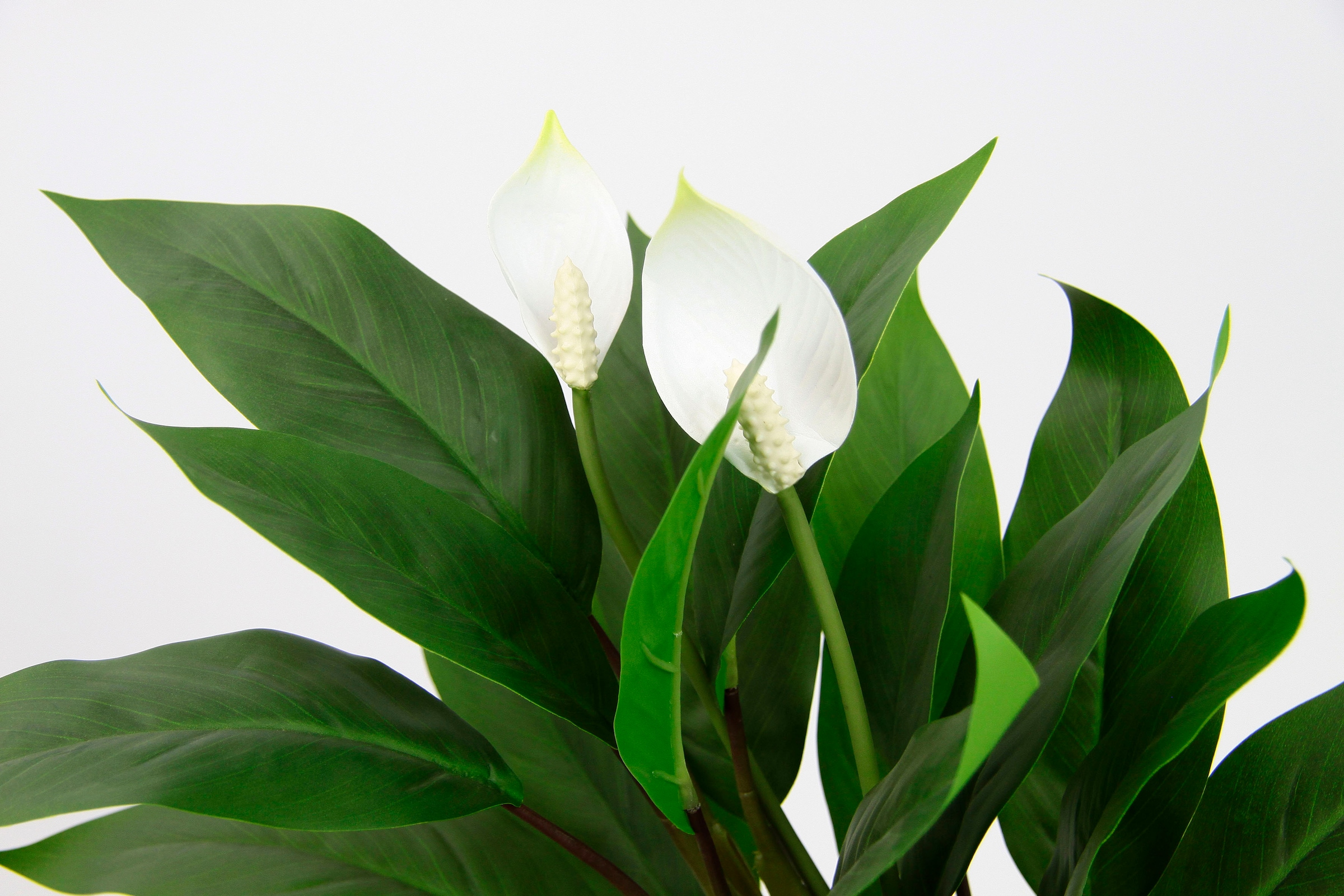I.GE.A. Kunstpflanze »Spathiphyllum«, im Pflanze Calla auf kaufen Anthurie exotische Raten Blüten Topf weiße Flamingoblume