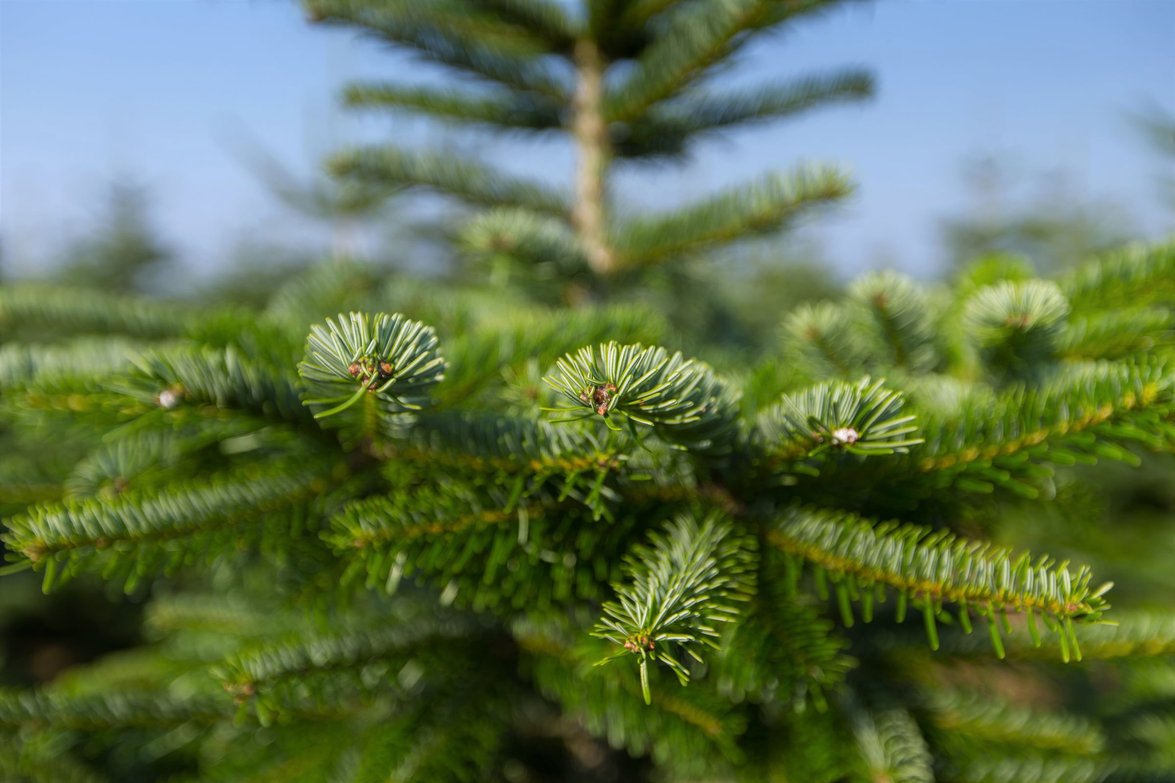 Weihnachtsbaumland Echter Weihnachtsbaum »Nordmanntanne inkl. Mini- Baumständer, Weihnachtsdeko«, Nordmanntanne, Höhe ca. 100 bis 120 cm bequem  online kaufen