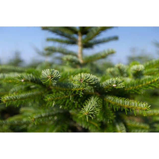 Weihnachtsbaumland Echter Weihnachtsbaum »Nordmanntanne inkl. Mini- Baumständer, Weihnachtsdeko«, Nordmanntanne, Höhe ca. 100 bis 120 cm bequem  online kaufen