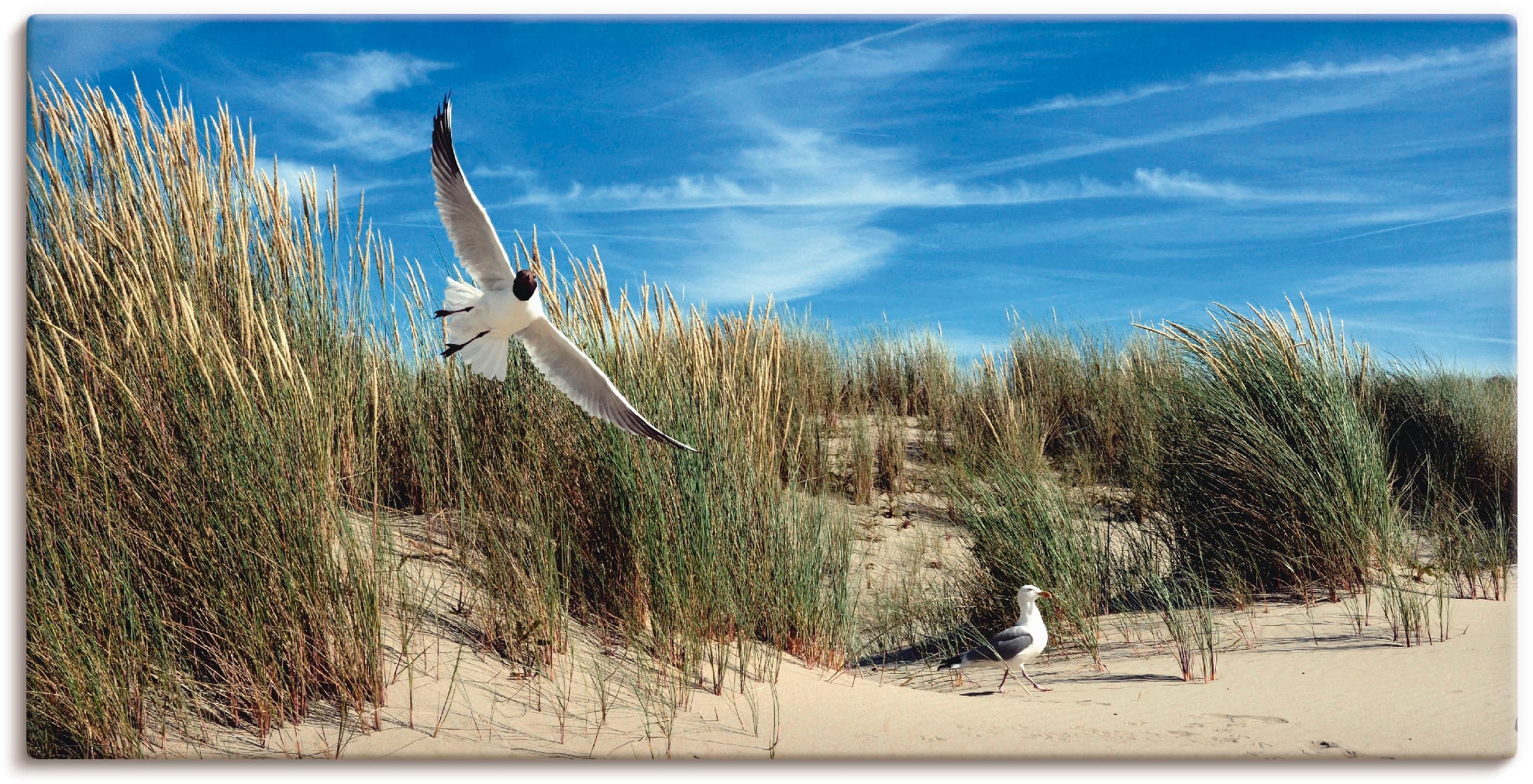 Wandbild »Möwe Größen Leinwandbild, St.), in Poster auf Dünenlandschaft«, bestellen Artland und (1 als Seeschwalbe in versch. Vögel, Wandaufkleber Alubild, oder Raten
