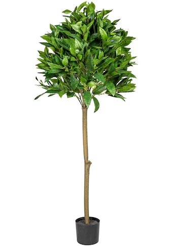 Creativ green Kunstbaum »Lorbeerkugelbaum«, (1 St.) kaufen