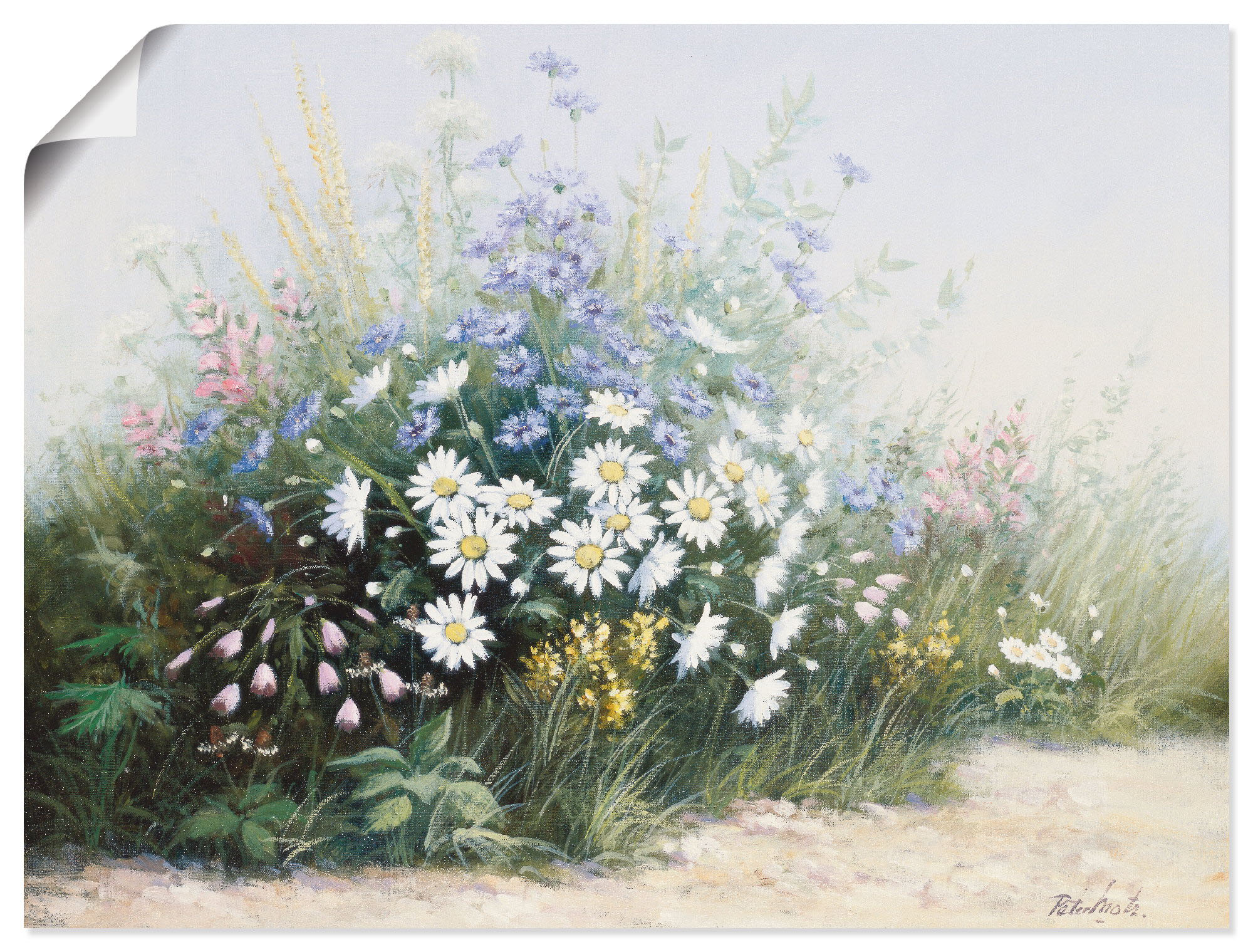 Artland Wandbild »Weiße Tulpen«, Blumen, (1 St.), als Alubild, Leinwandbild,  Wandaufkleber oder Poster in versch. Größen auf Raten bestellen
