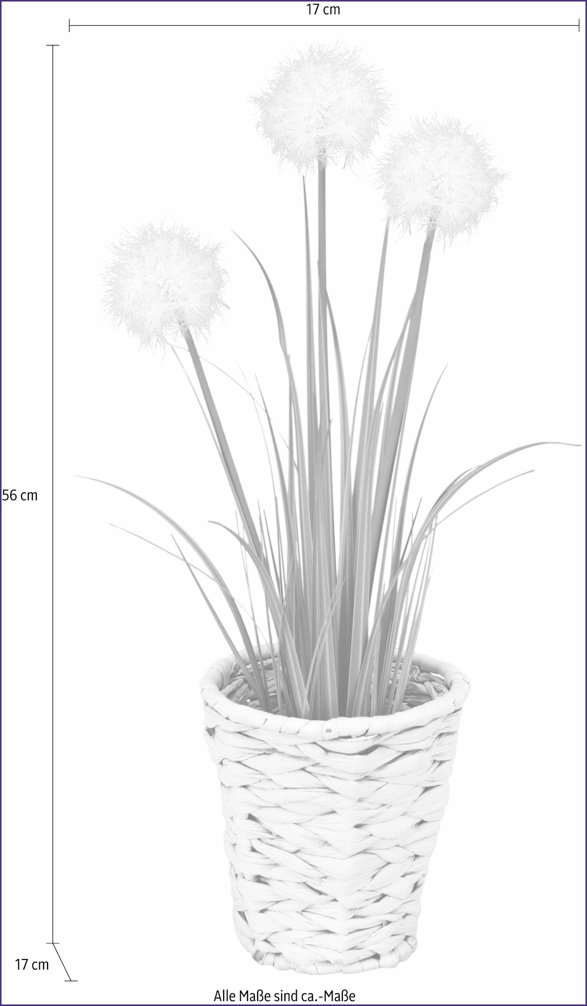 I.GE.A. Kunstpflanze »Pusteblumegras in Wasserhyazinthentopf« | mit Garantie Jahren kaufen 3 XXL online