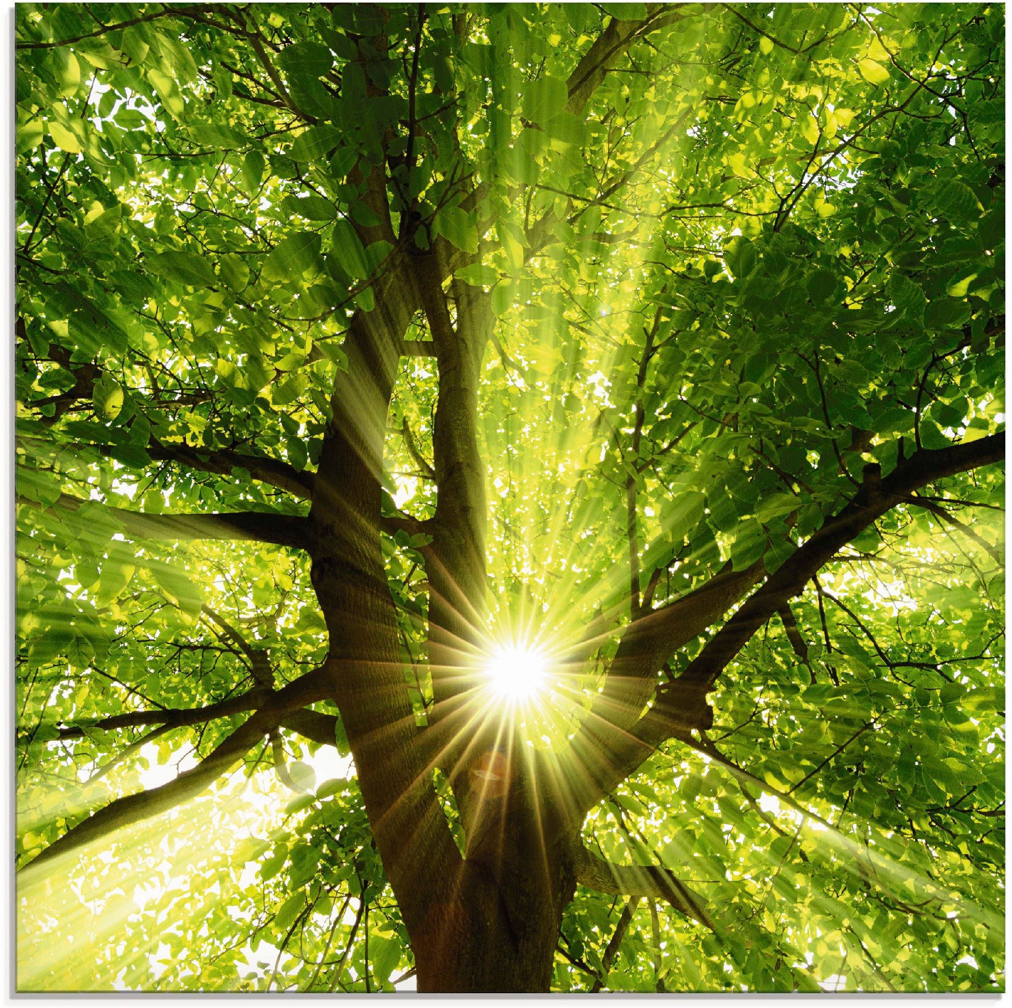 Artland Glasbild »Sonne strahlt explosiv durch den Baum«, Bäume, (1 St.), in verschiedenen Größen