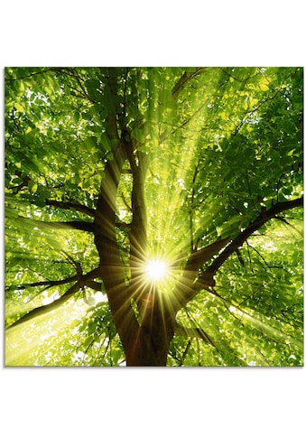 Glasbild »Sonne strahlt explosiv durch den Baum«, Bäume, (1 St.), in verschiedenen Größen