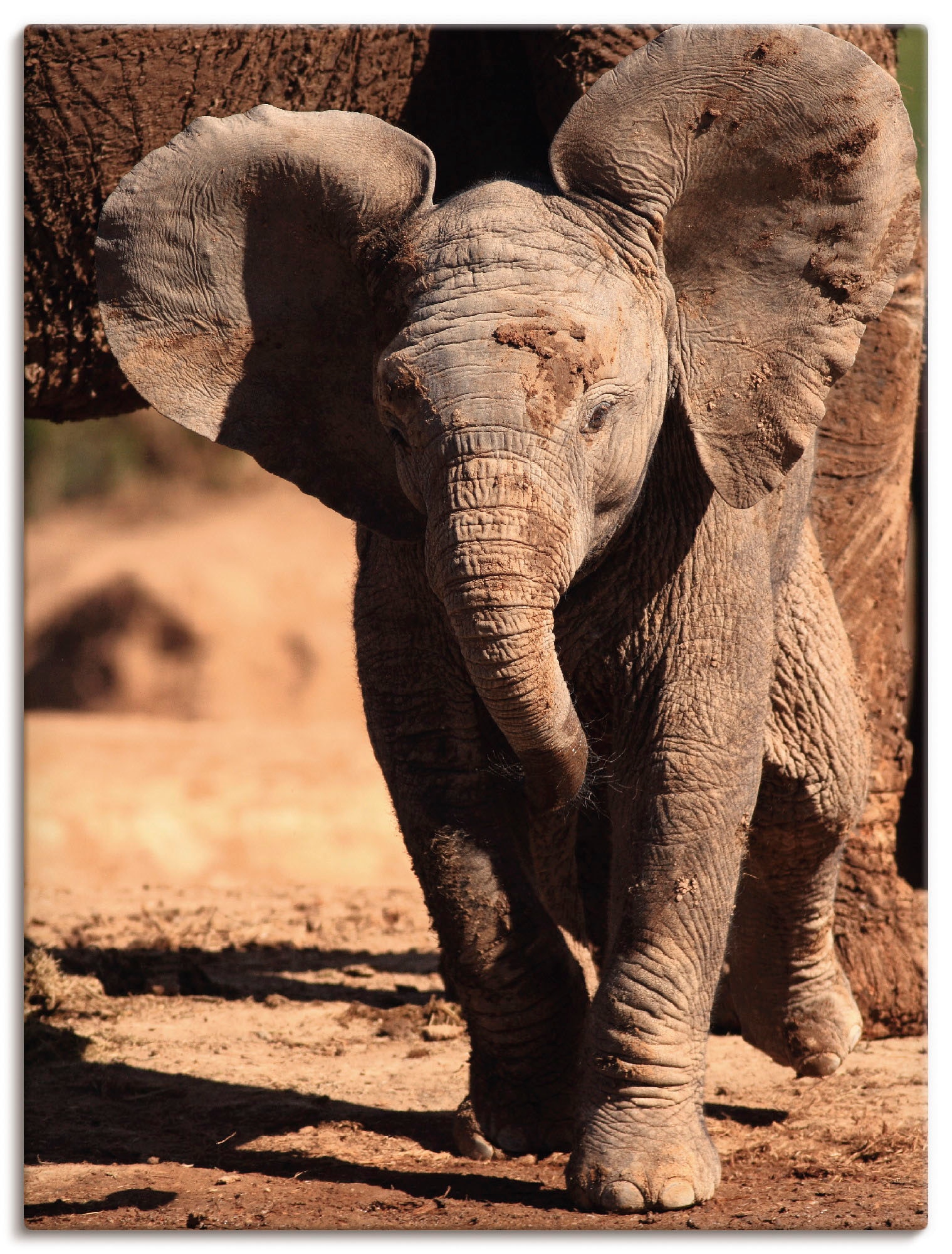 Leinwandbild »Elefantenbaby«, Wildtiere, (1 St.), auf Keilrahmen gespannt