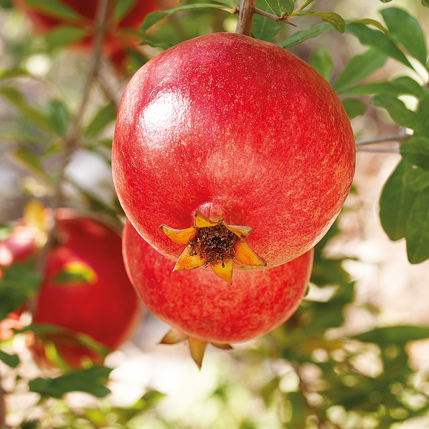 WELEDA Körperöl »Weleda Granatapfel Regenerierendes Pflege-Öl« fördert die Elastizität & Festigkeit, bewahrt die Feuchtigkeit