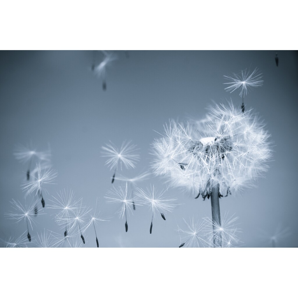 Papermoon Fototapete »Dandelion in the Wind«