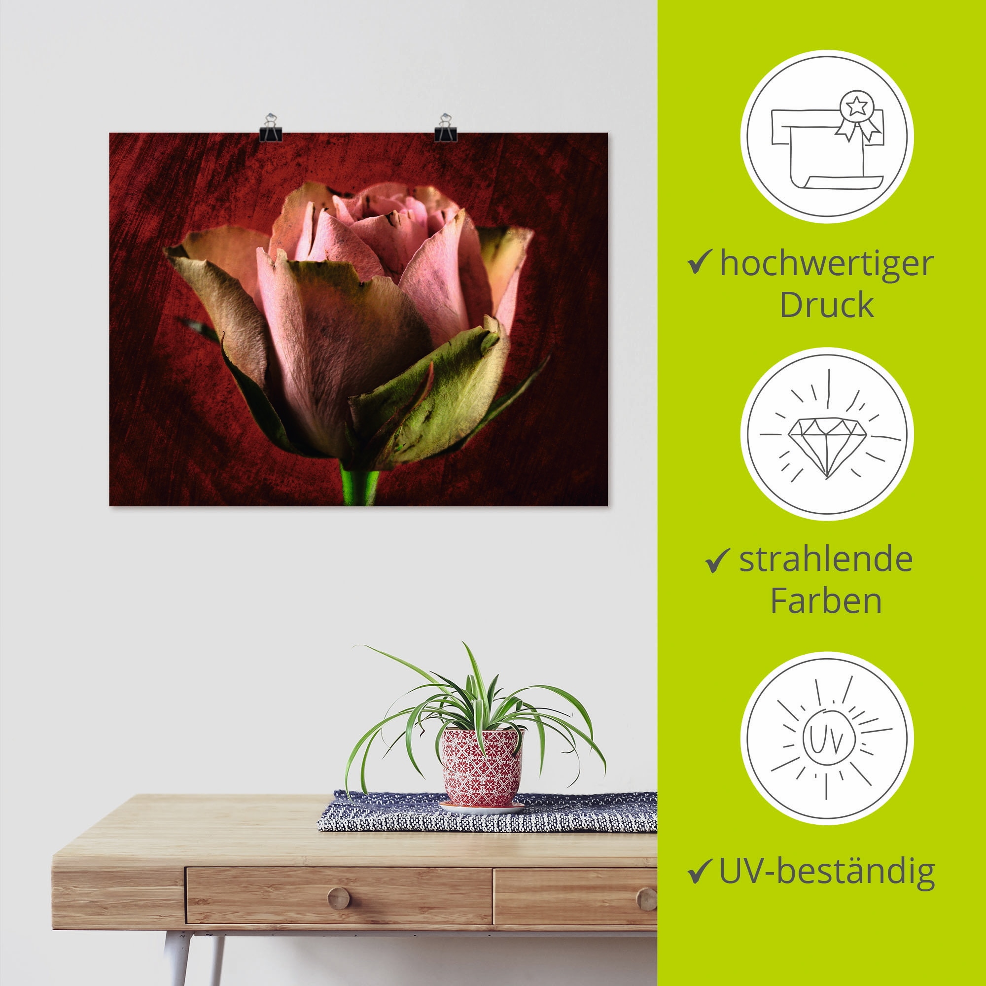 Artland Poster »Rosa Rose«, Blumen, (1 St.), als Leinwandbild, Wandaufkleber oder Poster in versch. Größen