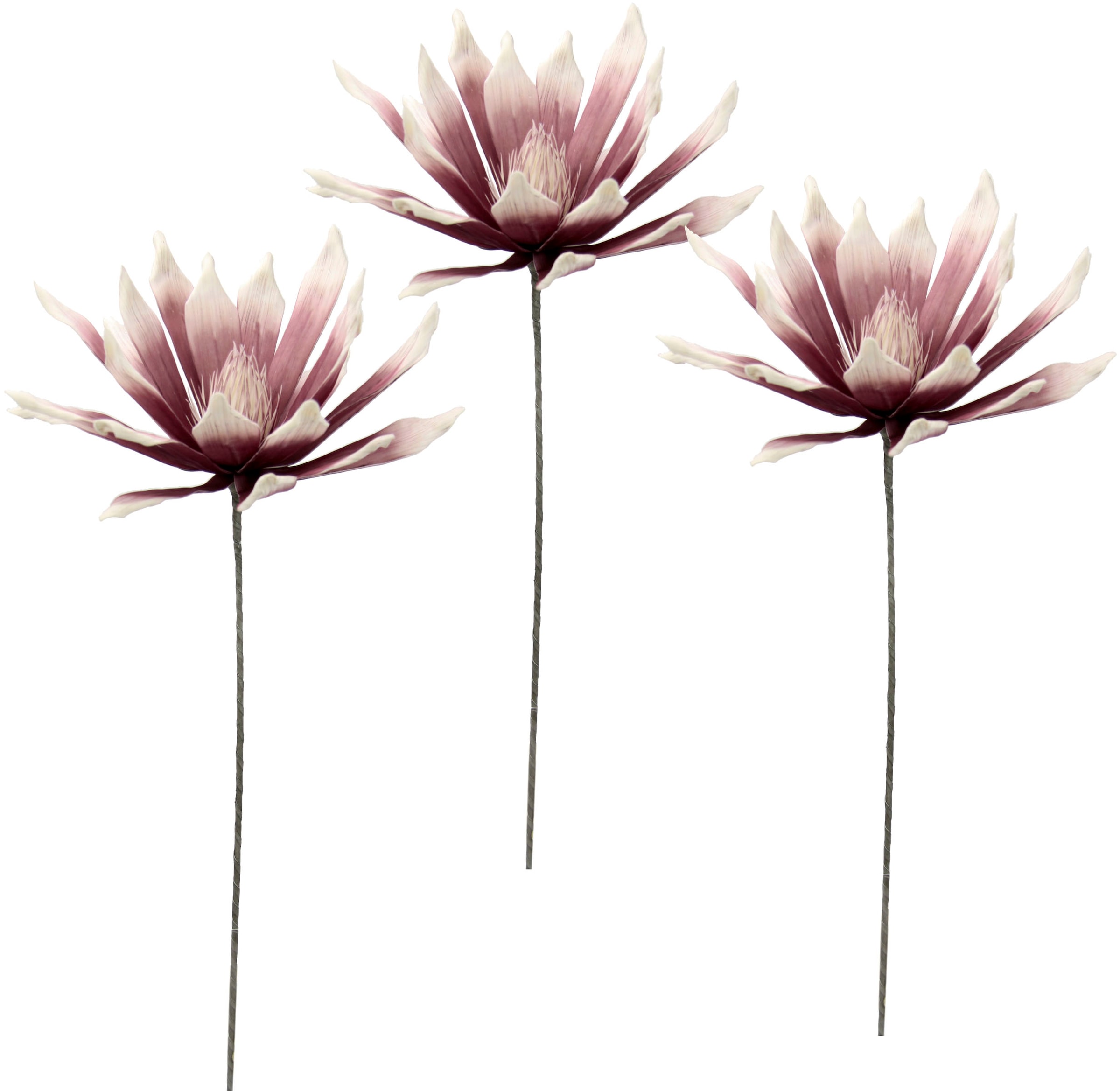 I.GE.A. Kunstblume »Soft-Protea«, 3er Set auf Raten bestellen | Kunstblumen