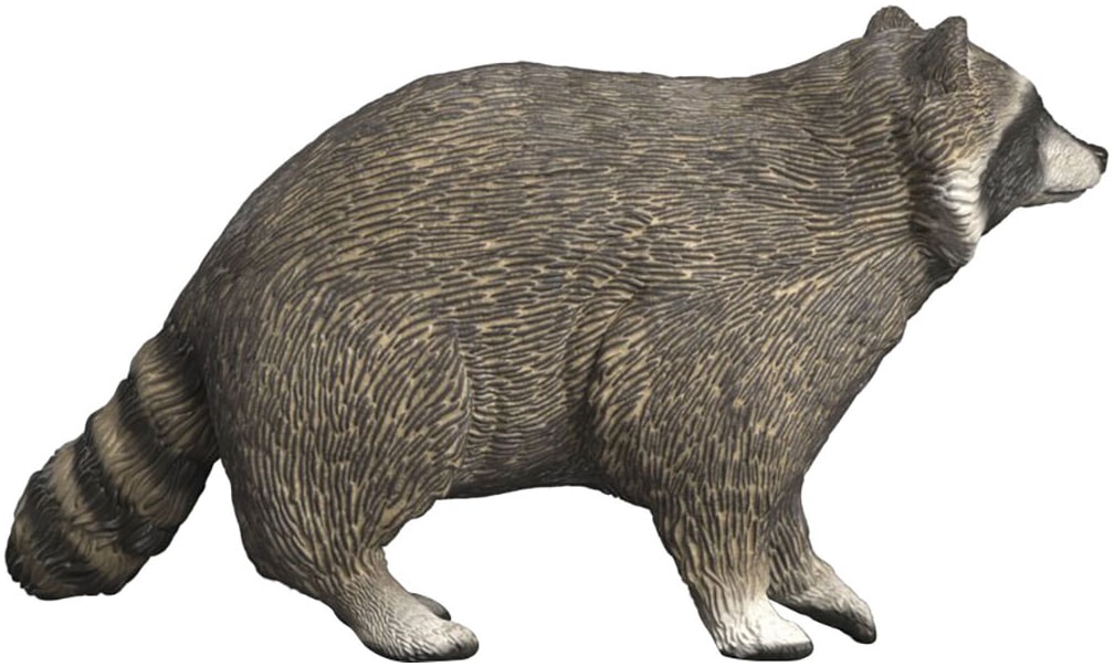 Schleich® Spielfigur »WILD LIFE, Waschbär (14937)«