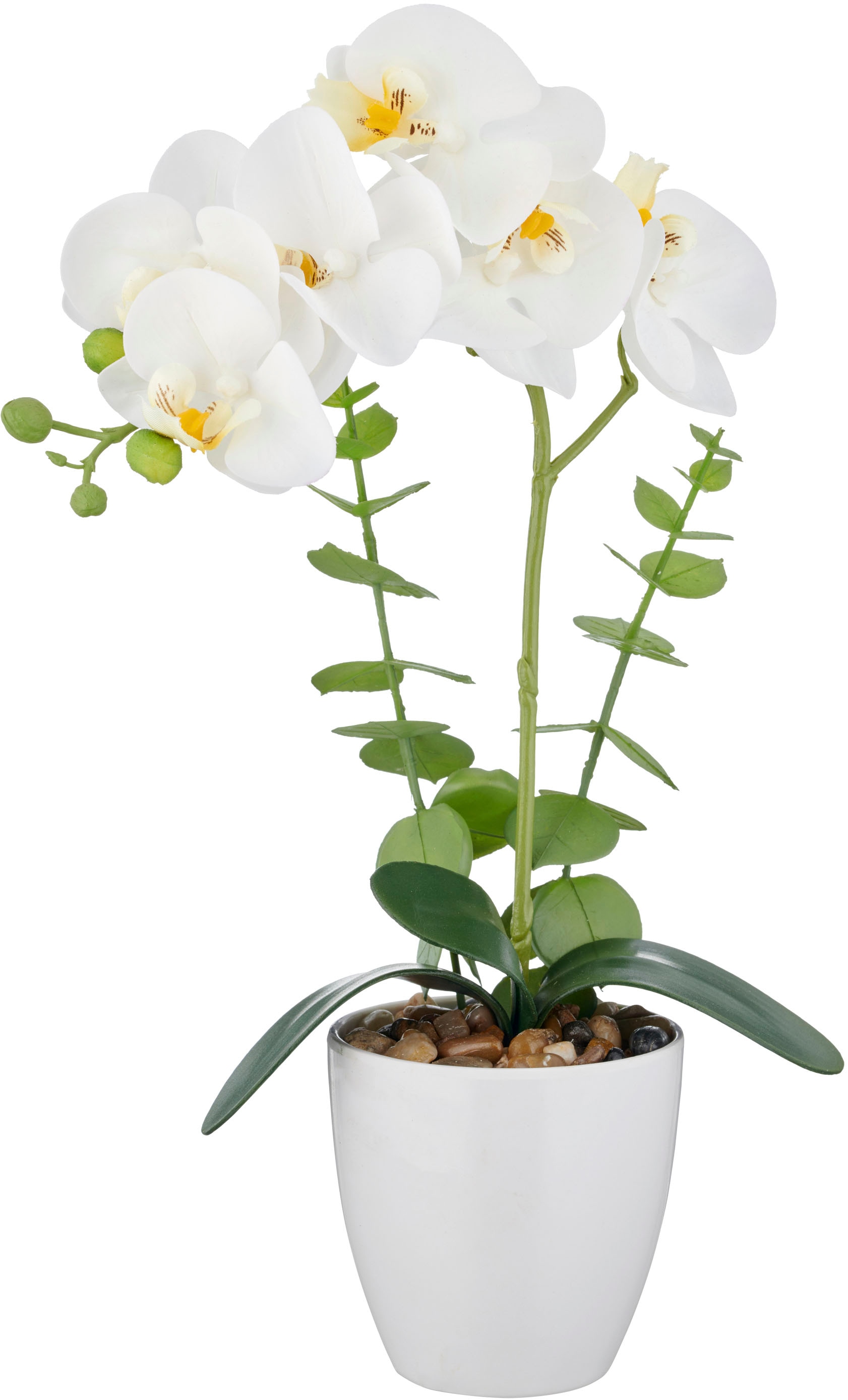 Creativ green Kunstorchidee »Orchidee Phalaenopsis«, mit Eukalyptuszweigen