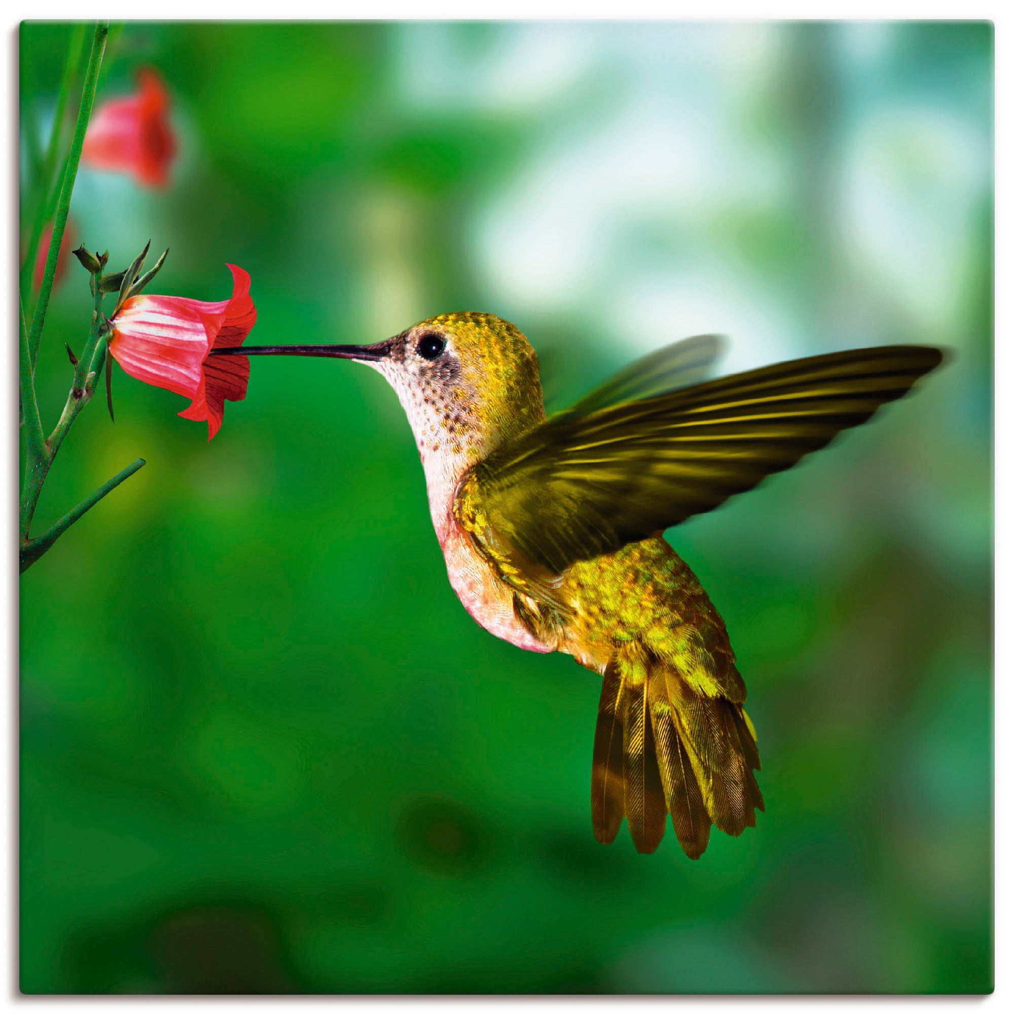 Artland Wandbild »Kolibri«, Vögel, (1 St.), als Alubild, Outdoorbild, Leinwandbild, Poster in verschied. Größen