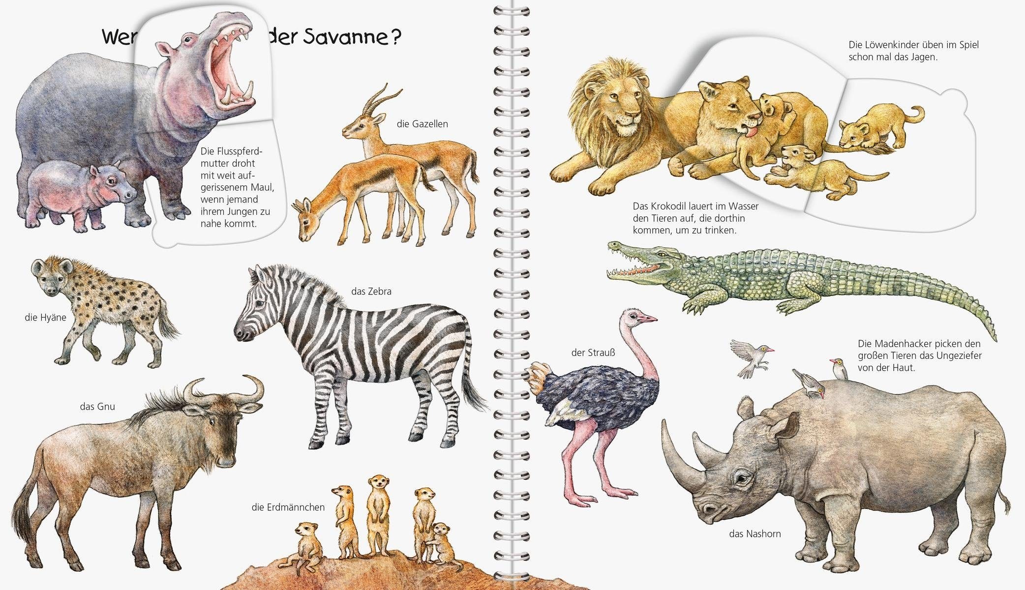Ravensburger Buch »Mein junior-Lexikon: Tiere - Wieso? Weshalb? Warum?«, Made in Europe