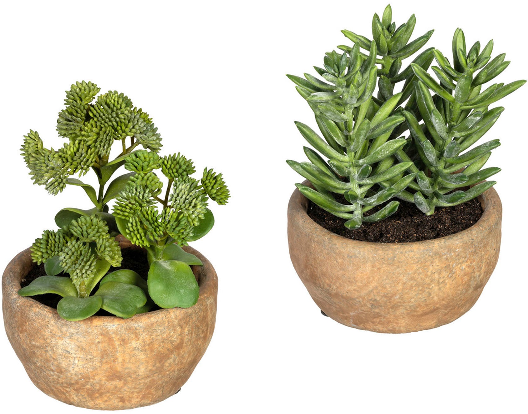 Creativ green Künstliche Zimmerpflanze »Sukkulenten Sedum und Aloe«, im  Zementtopf, 2er Set auf Raten bestellen | Kunstpflanzen