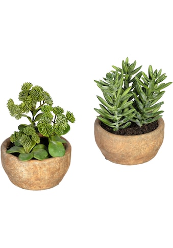 Creativ green Künstliche Zimmerpflanze »Sukkulenten Sedum und Aloe«, (2 St.), im... kaufen