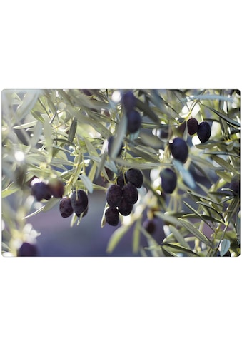 MySpotti Küchenrückwand »pop, Olivenbaum« kaufen