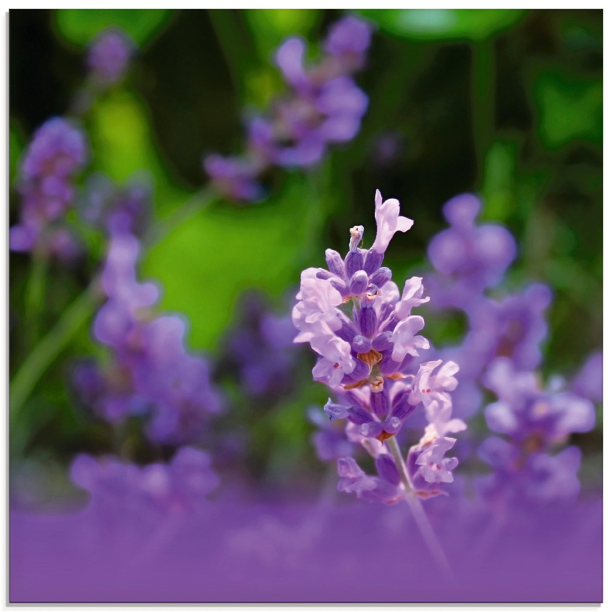 Artland Glasbild »Lavendel«, Blumen, (1 St.), in verschiedenen Größen