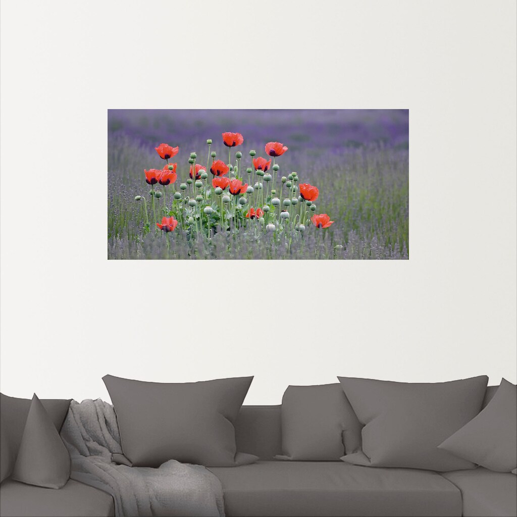 Artland Wandbild »Lavendelfarm in Sequim - Mohnblumen«, Blumenwiese, (1 St.)