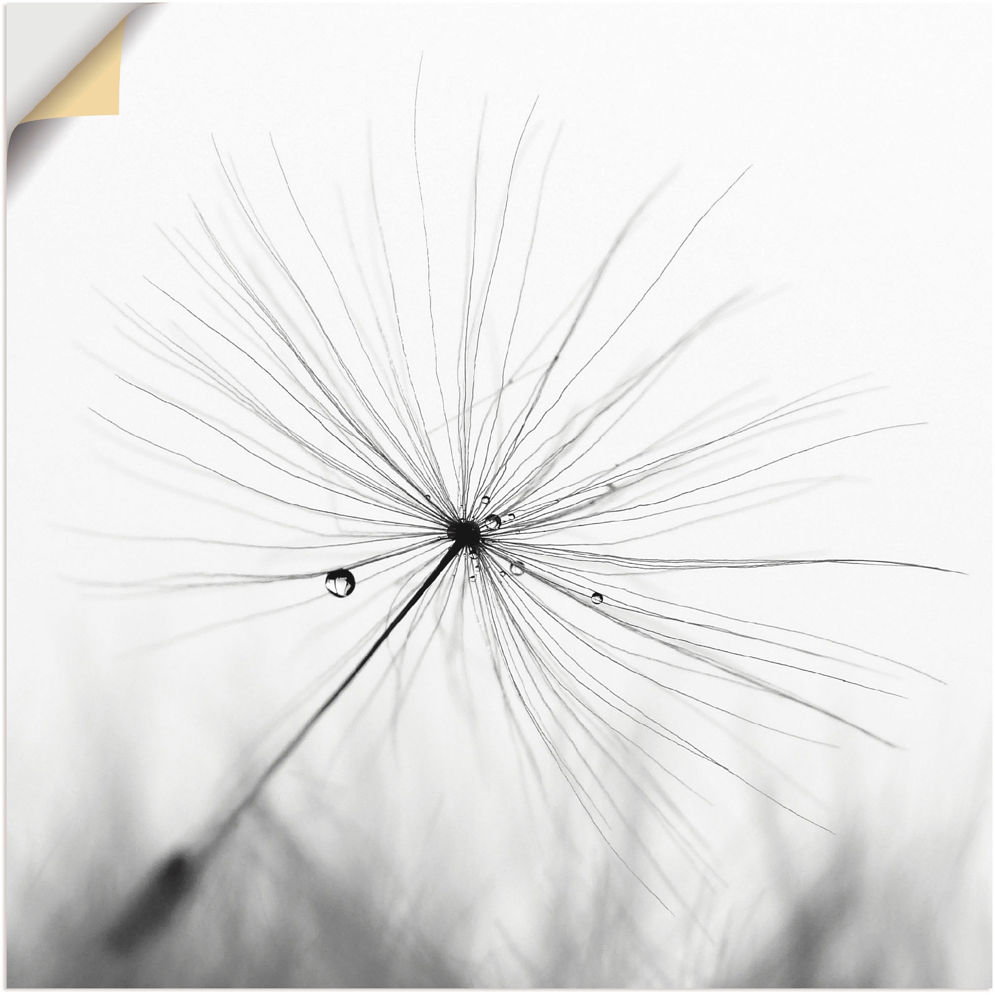 Artland Wandbild »Pusteblume Schirmchen«, Blumen, (1 St.), als Alubild, Outdoorbild, Leinwandbild, Poster, Wandaufkleber