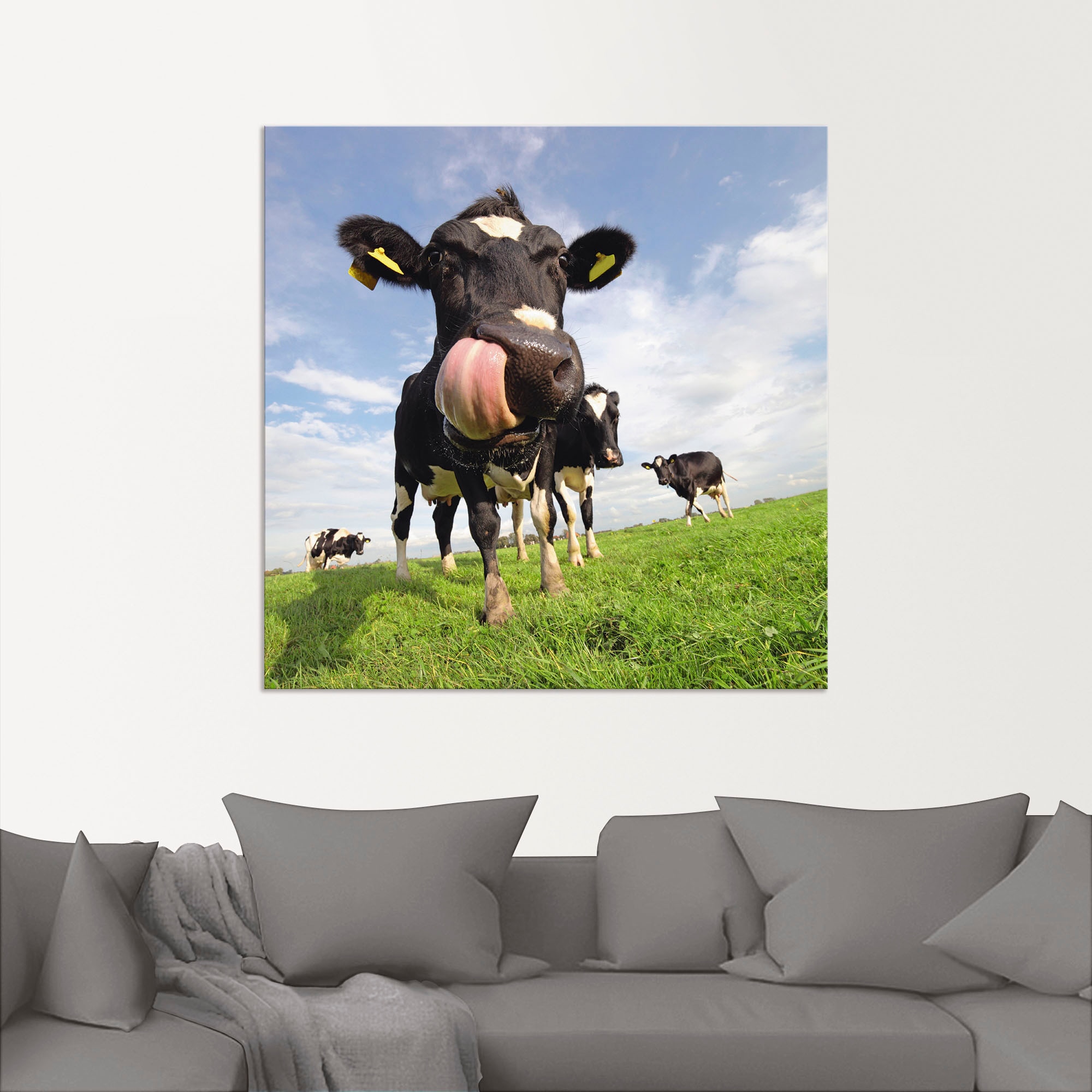 Artland Alu-Dibond-Druck »Holstein-Kuh mit gewaltiger Zunge« Haustiere 1 Stk. tlg. für Innen- und Außenbereich geeignet, Outdoorbild