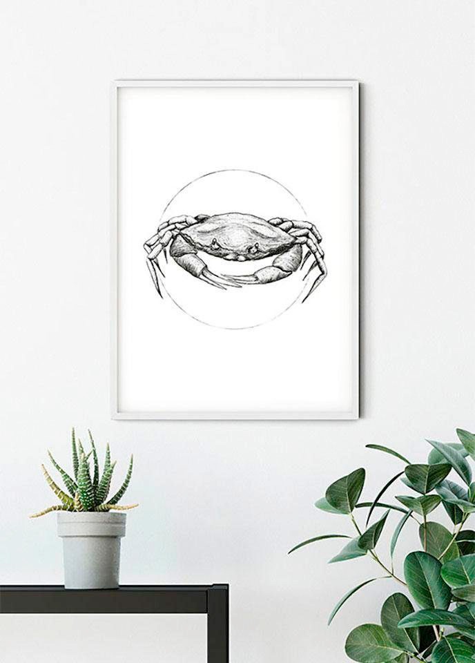 Komar Bild »Crab White« Tiere 1 Stk. tlg. Wandbild zur Dekoration - ohne Rahmen