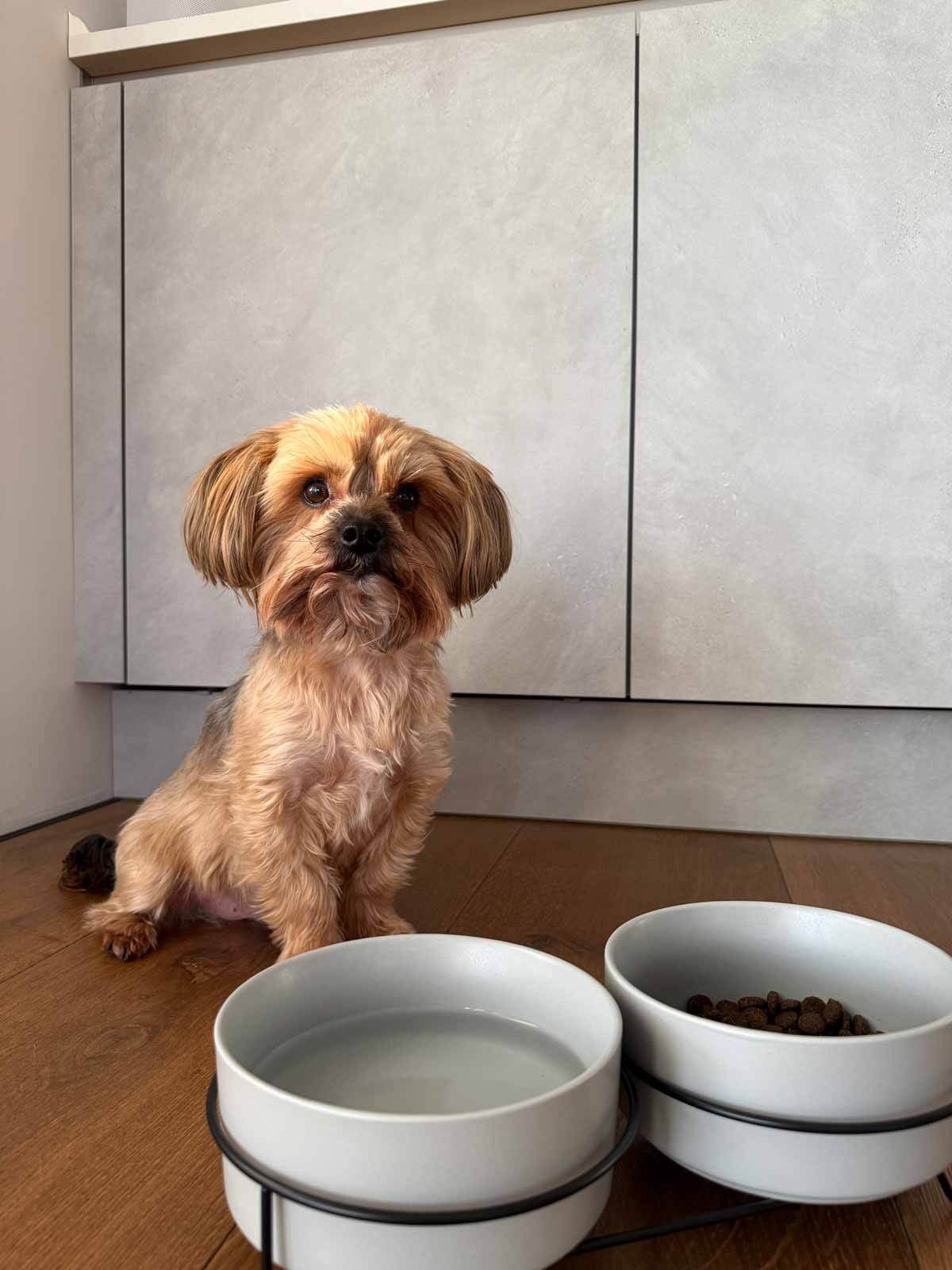 Ritzenhoff & Breker Futternapf »Hunde-Napfset mit Unterlage Taro ø 17 cm 2er Set grau« Spülmaschinengeeignet