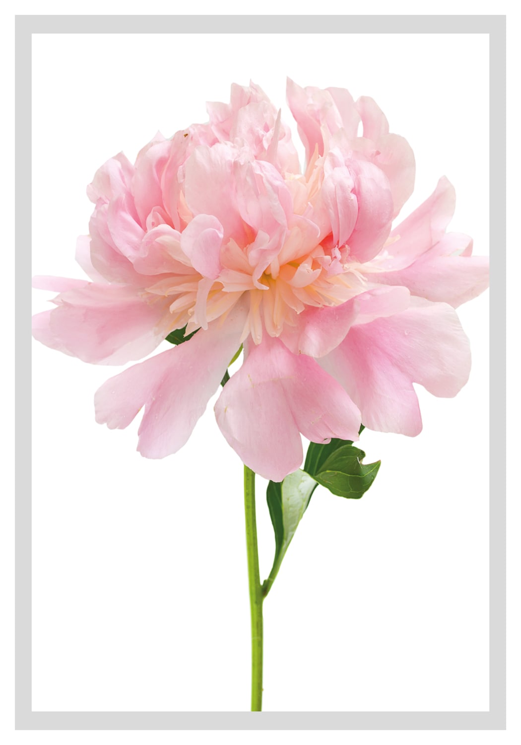 queence Bild »Beate«, Blumen, Rosen, gerahmt