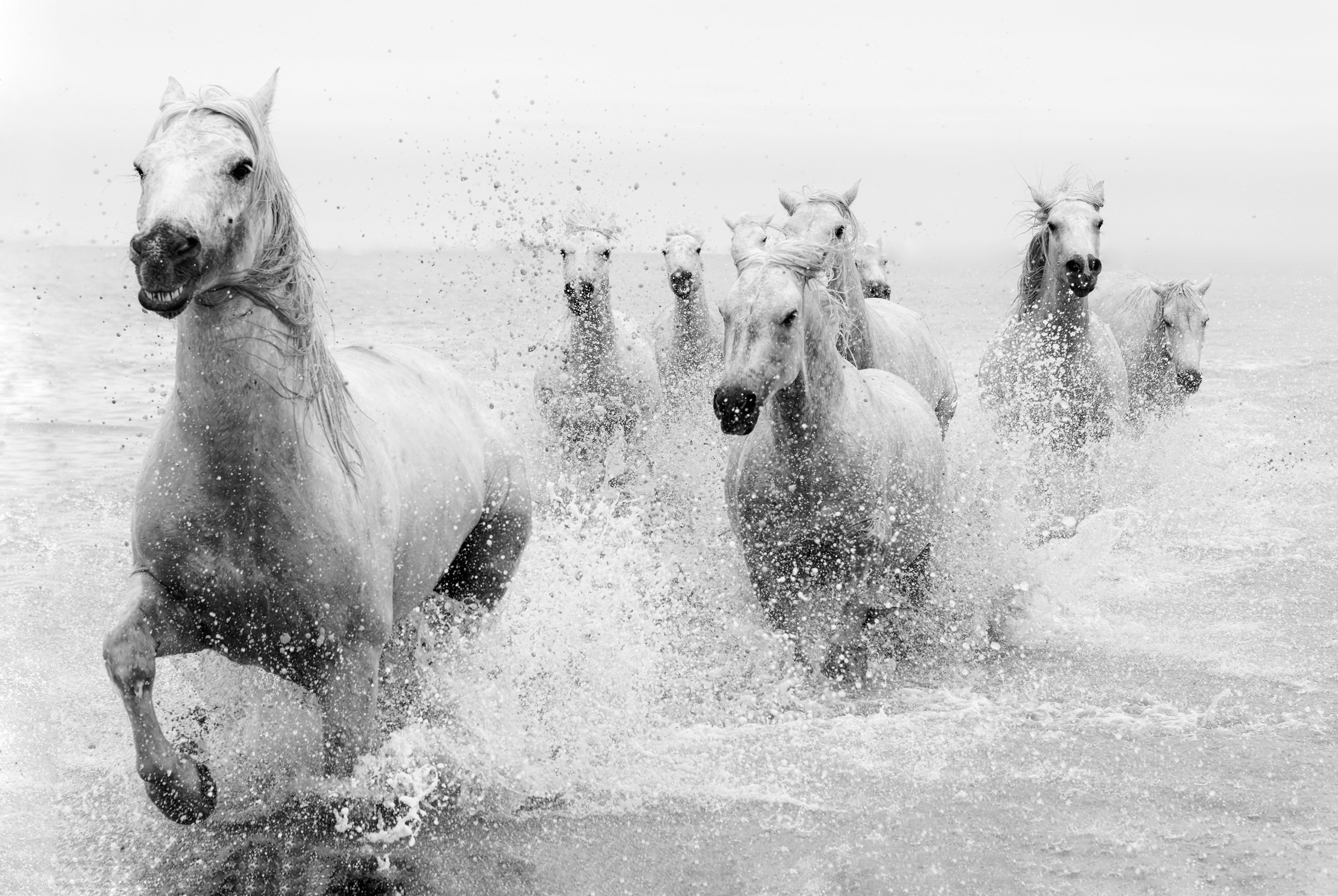 Papermoon Fototapete »Photo-Art MARKETA ZVELEBIL PHD, WIR KOMMEN«