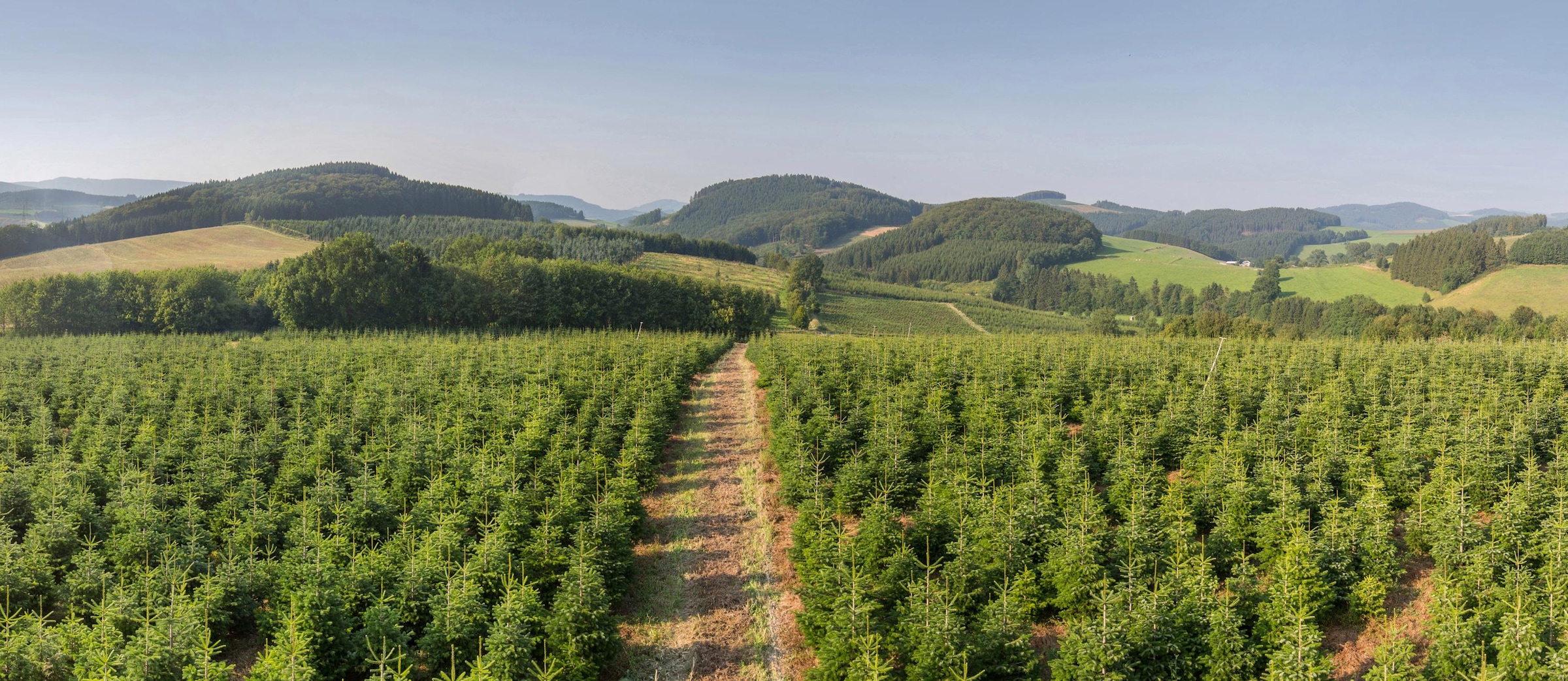 Weihnachtsbaumland Echter Weihnachtsbaum »Echte Premium-Nordmanntanne, Weihnachtsdeko aussen«, Nordmanntanne