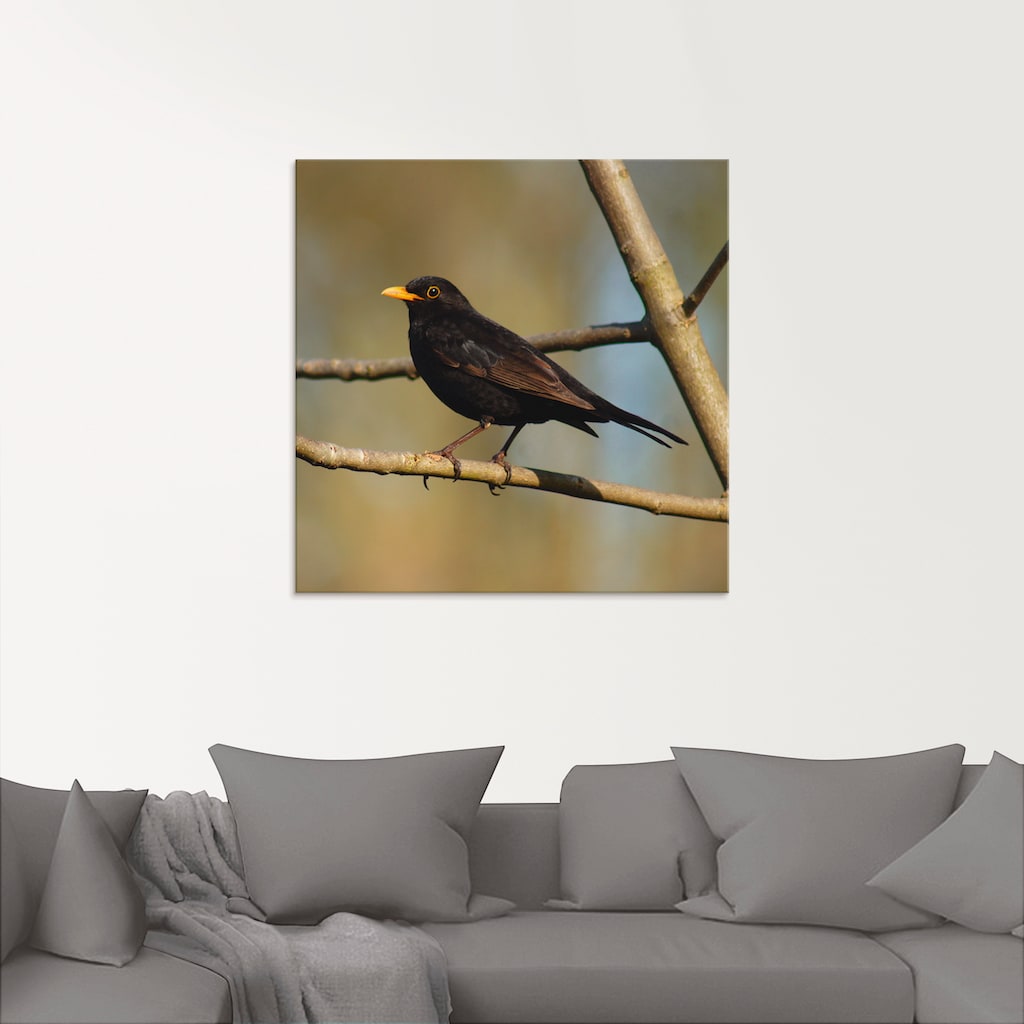 Artland Glasbild »Amsel«, Vögel, (1 St.)