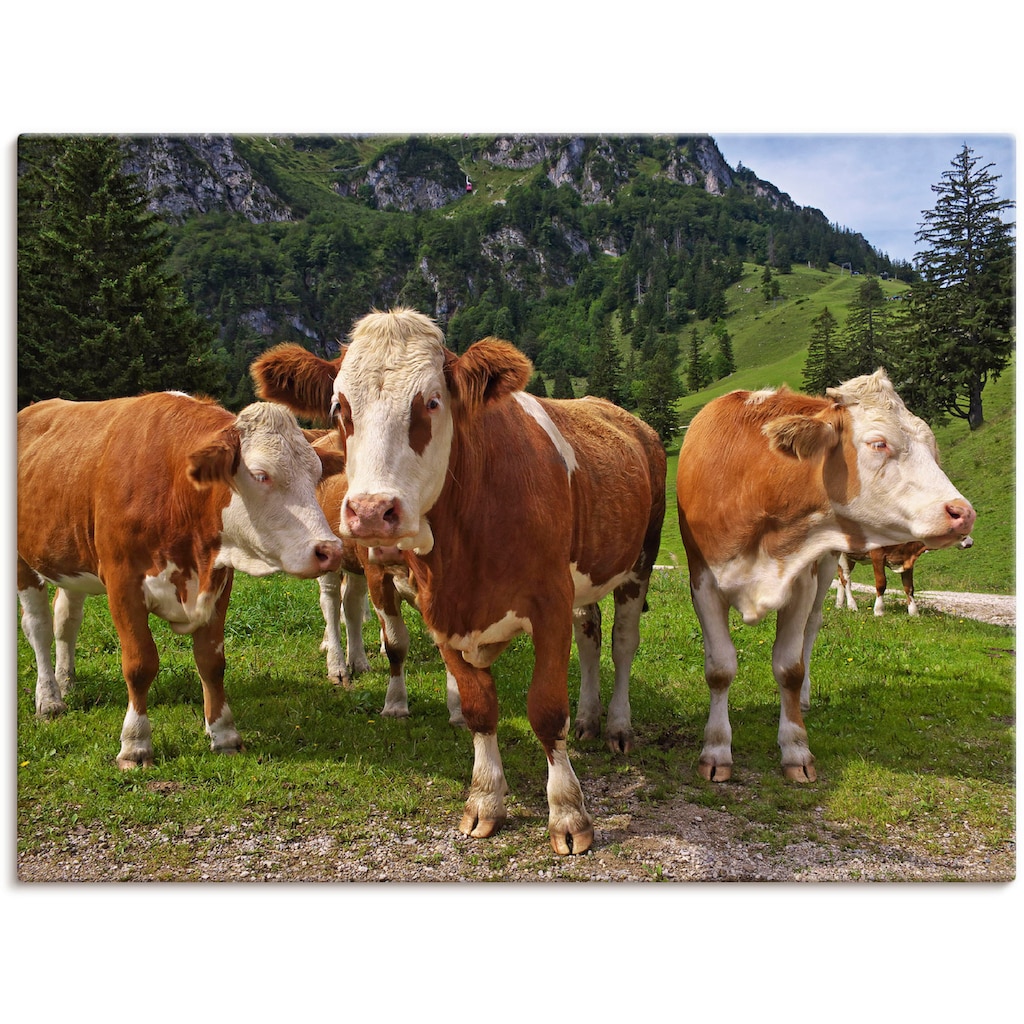 Artland Leinwandbild »Bayerische Kühe«, Haustiere, (1 St.)
