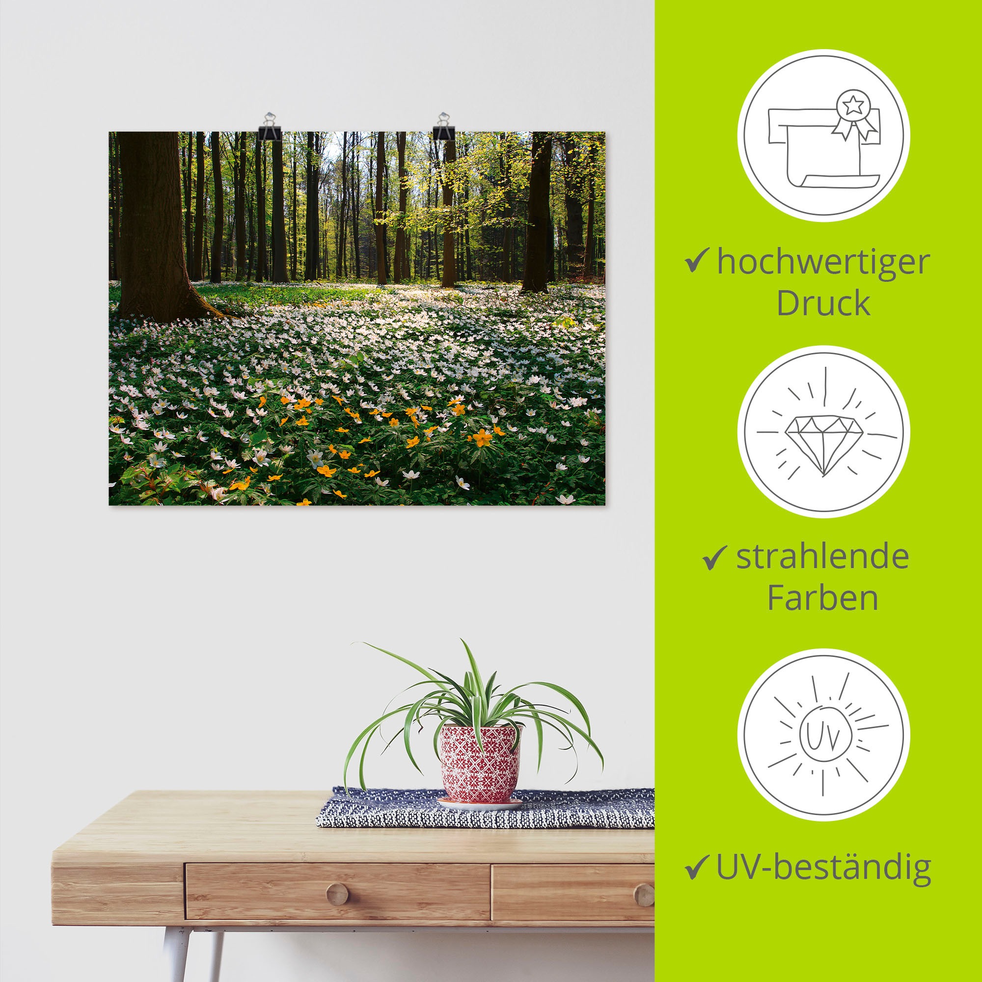 Artland Wandbild »Frühlingswald bedeckt mit Windröschen«, Wald, (1 St.), als Leinwandbild, Poster in verschied. Größen