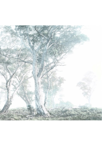 Komar Fototapete »Magic Trees«, minimalistisch-abstrakt kaufen